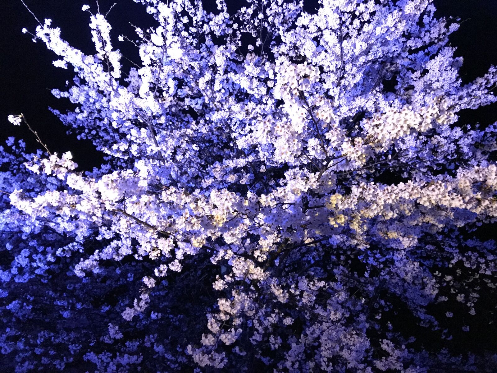 iPhone 7 back camera 3.99mm f/1.8 sample photo. Night, cherry blossoms, cherry photography