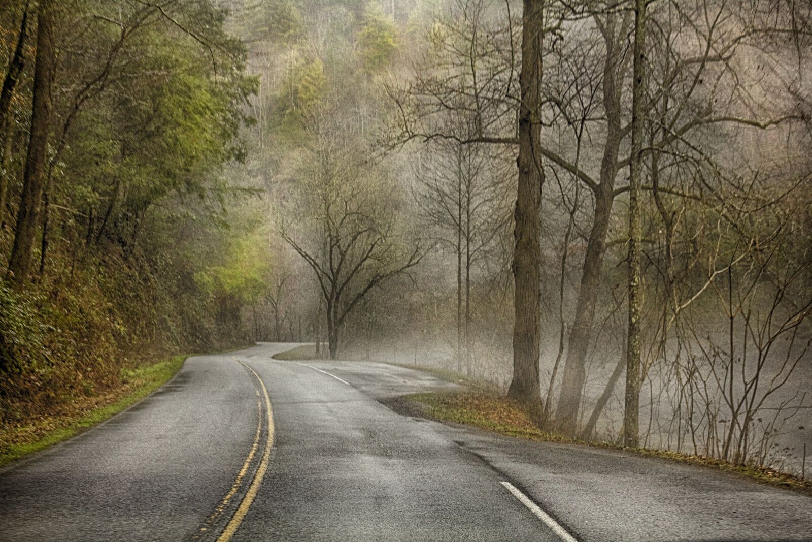 Canon EOS 550D (EOS Rebel T2i / EOS Kiss X4) sample photo. Winter, fog, forest photography