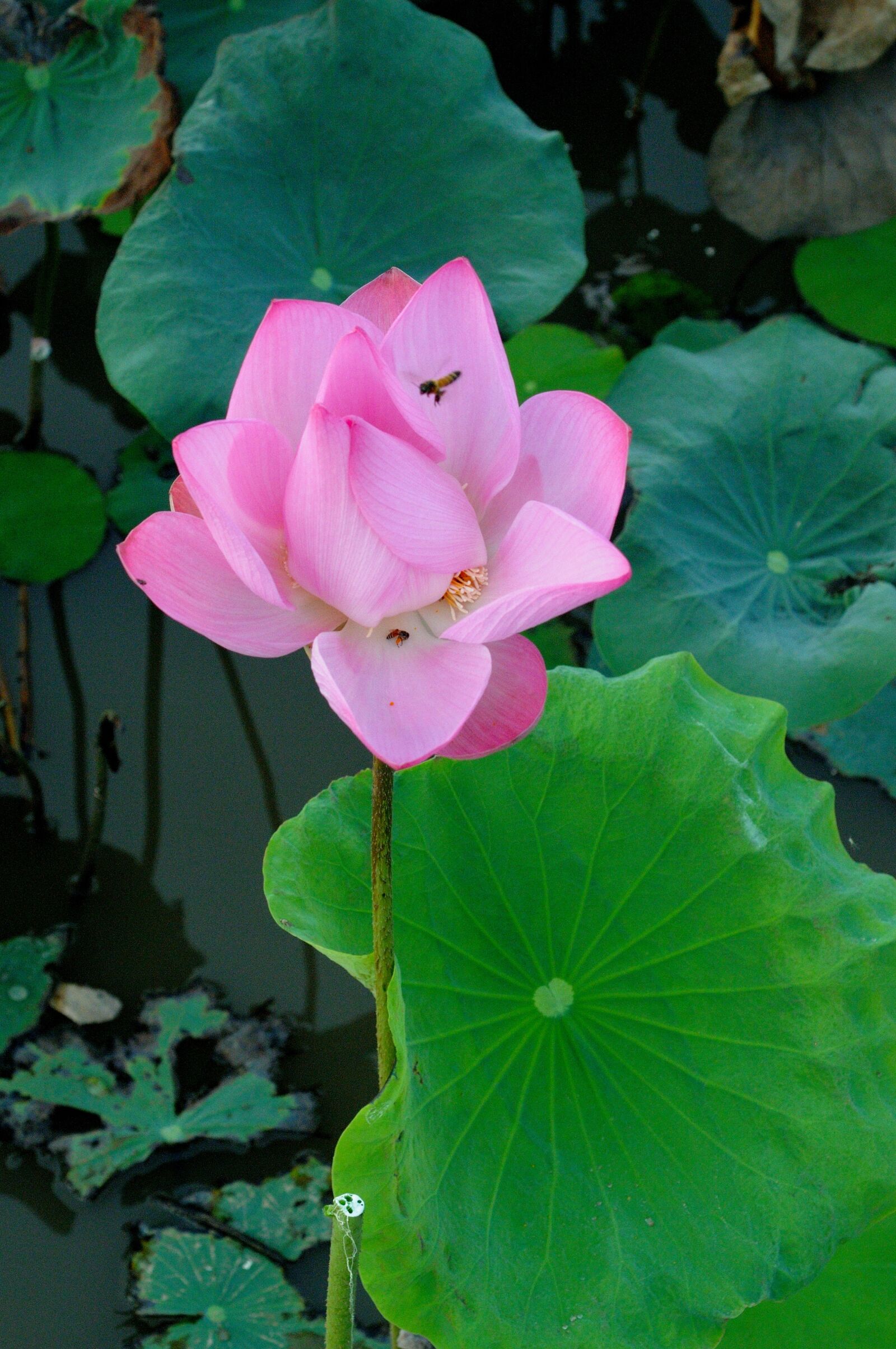 Nikon D300S sample photo. Lotus, newly blooming flowers photography