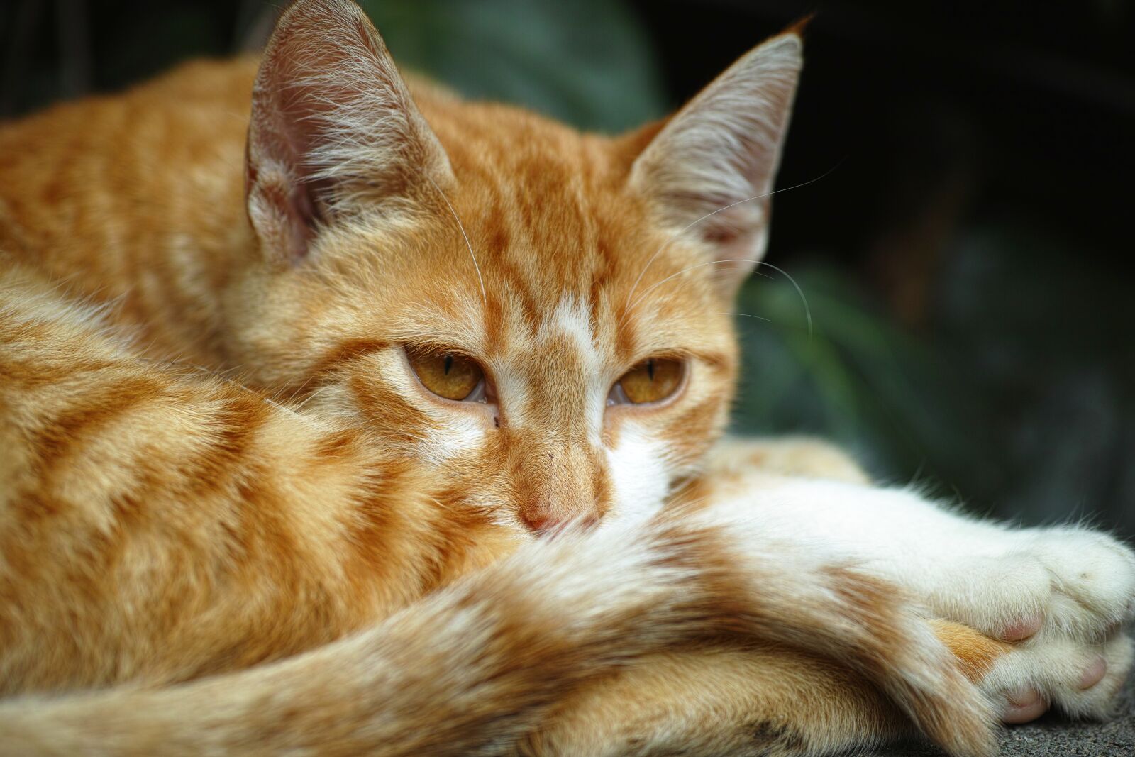 Sigma DP3 Merrill sample photo. Cat, cute, yellow photography