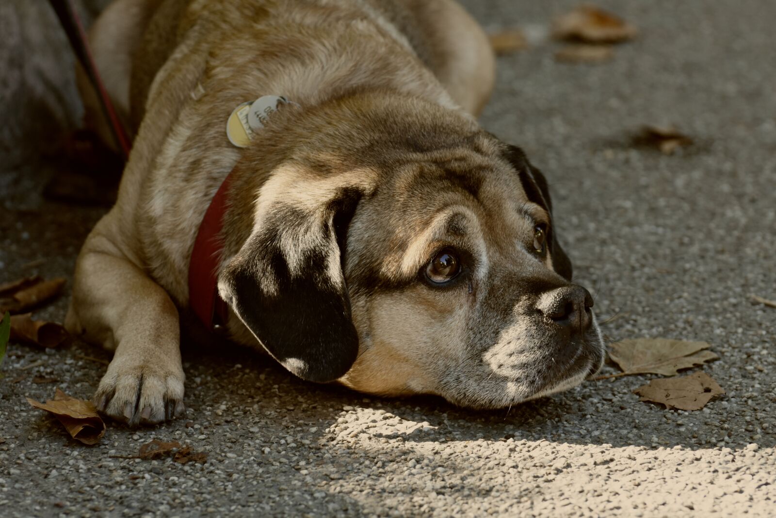 Nikon D7200 sample photo. Dog, pet, quadruped photography