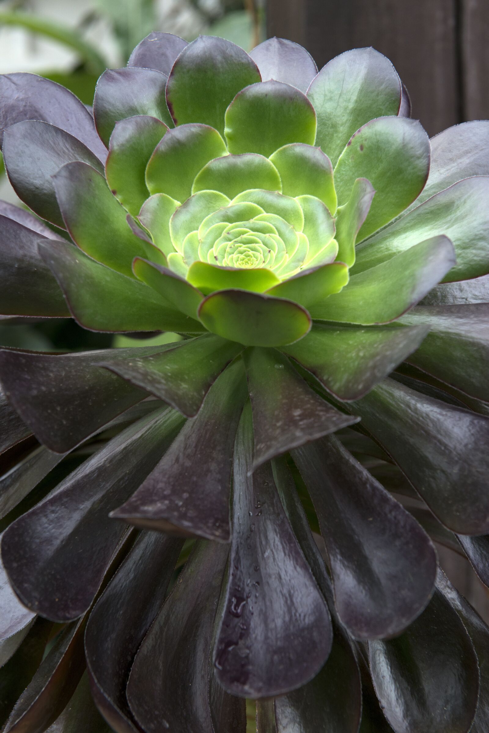 Nikon D800 sample photo. Green, green house plant photography