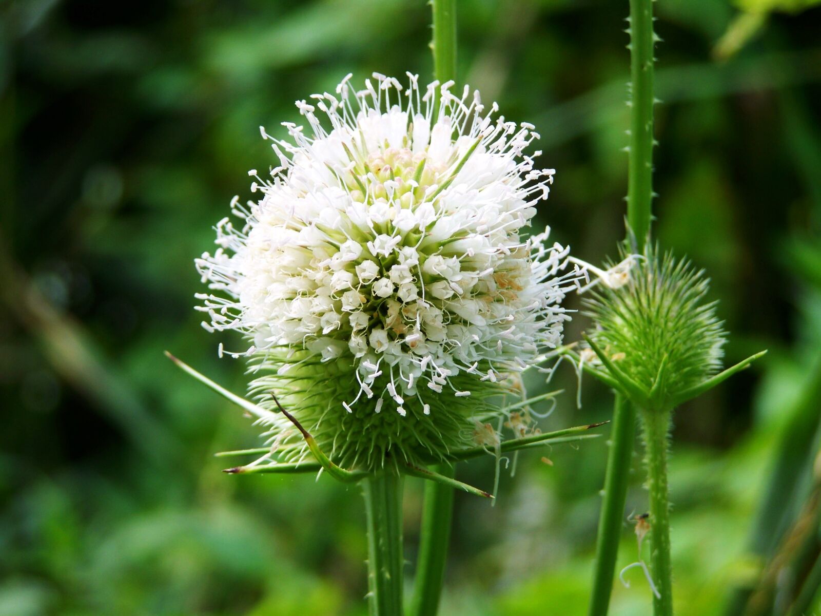 Kodak EASYSHARE ZD710 ZOOM DIGITAL CAMERA sample photo. Milk thistle, wildflower, agra photography