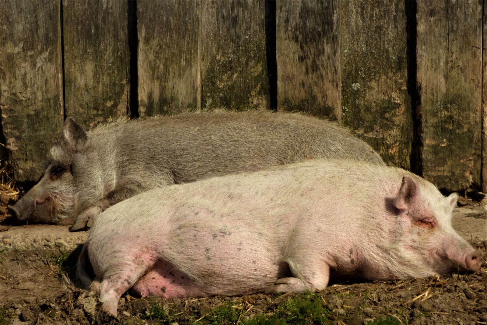 Panasonic DMC-FZ72 sample photo. Pigs, sleeping, sow photography
