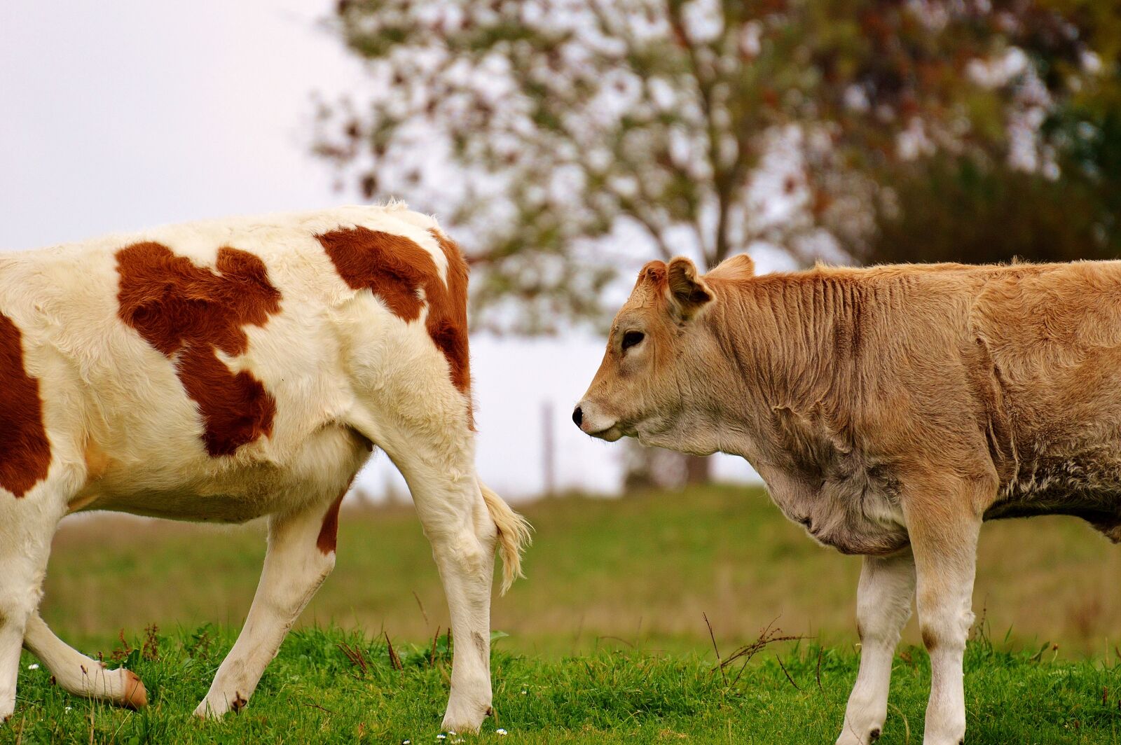 Nikon D3200 sample photo. Cow, allgäu, cows photography