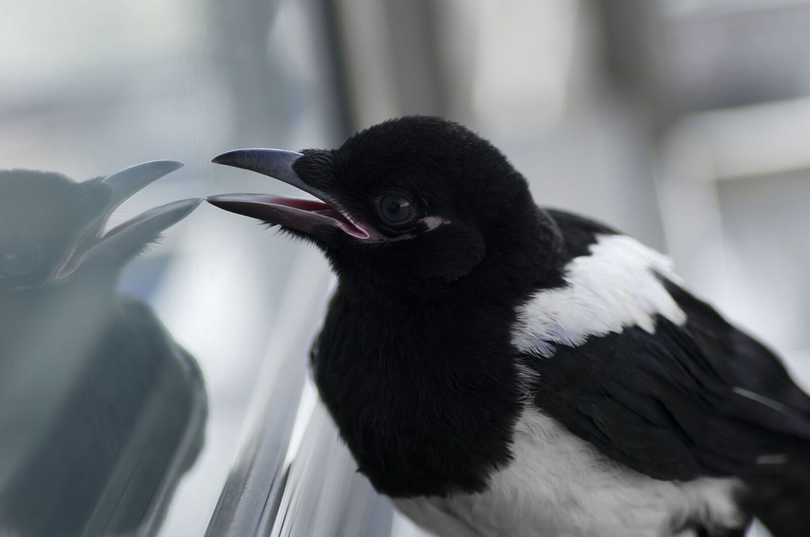 Nikon D7000 sample photo. Bird, magpie, animal photography
