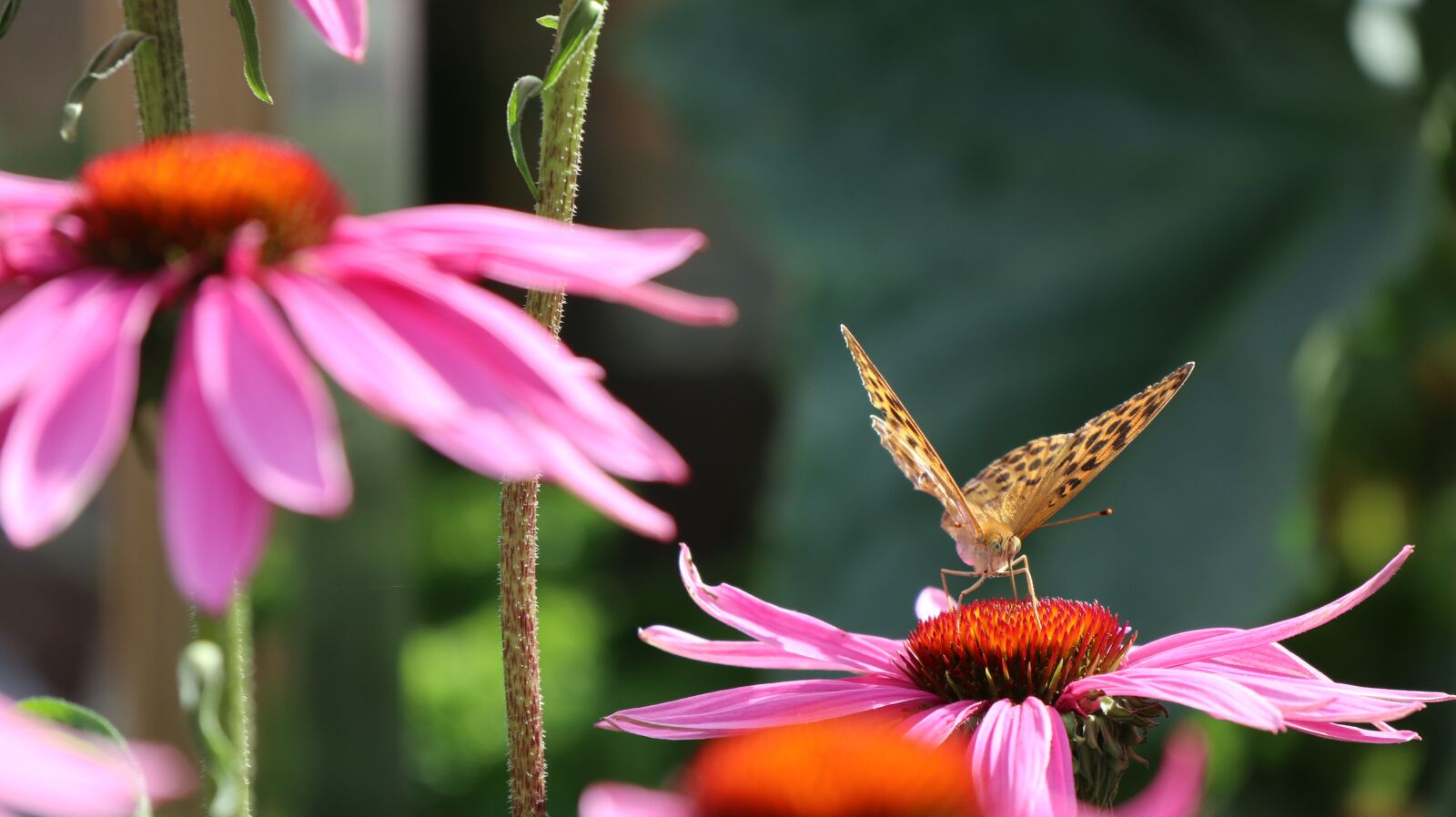 Canon EOS M5 + Canon EF-M 18-150mm F3.5-6.3 IS STM sample photo. Butterfly, echinacea, summer photography