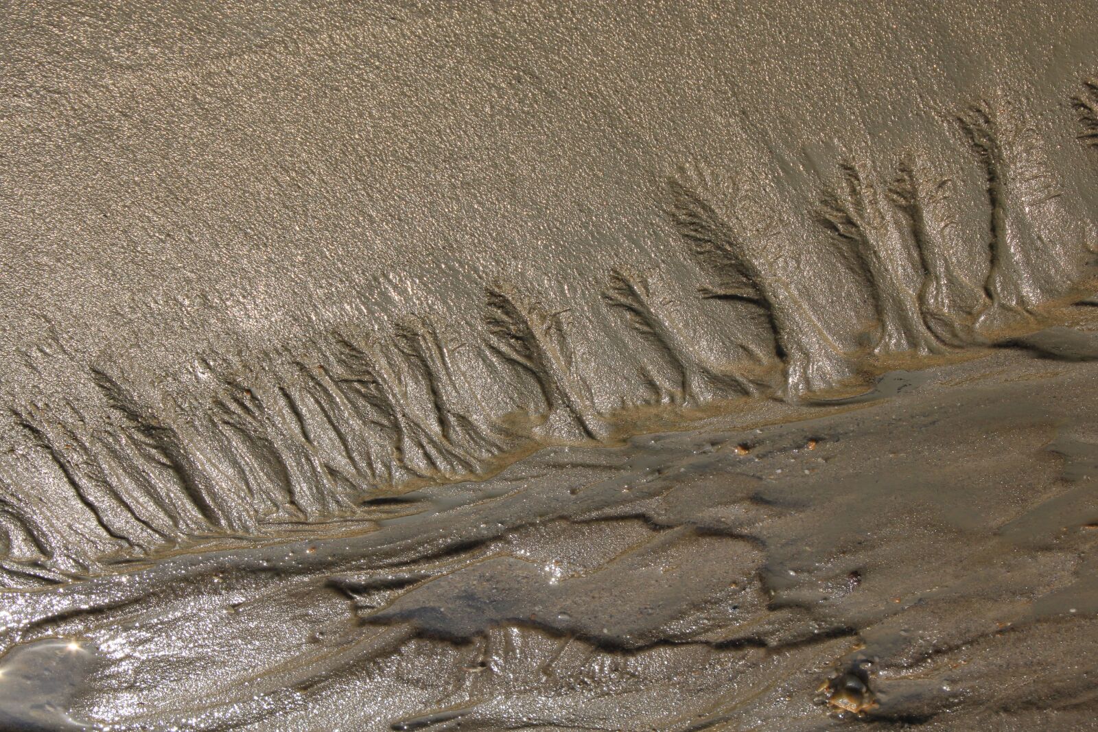 Canon EOS 500D (EOS Rebel T1i / EOS Kiss X3) sample photo. Tidal, mud, dirt photography