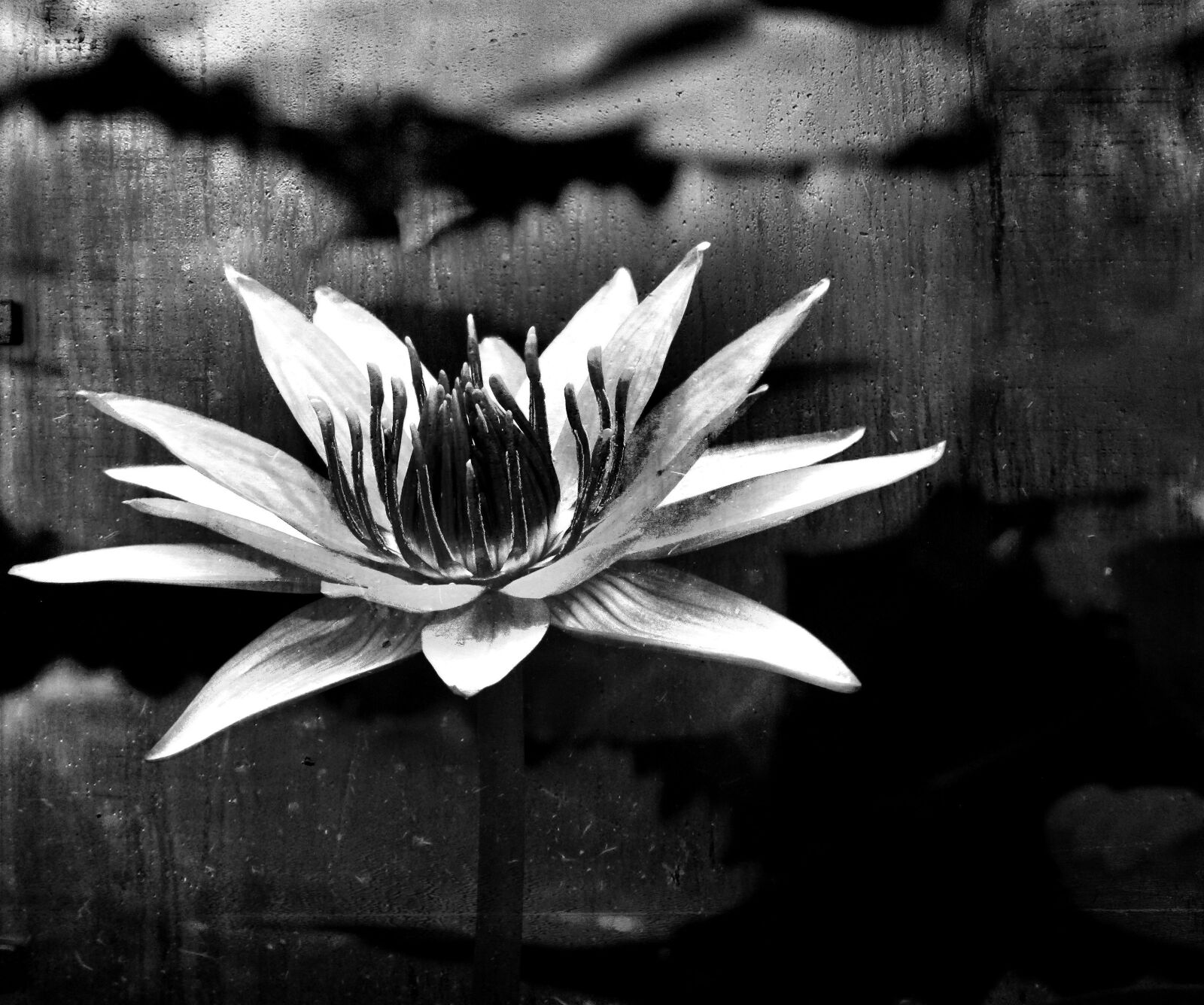 лилия черно белое фото