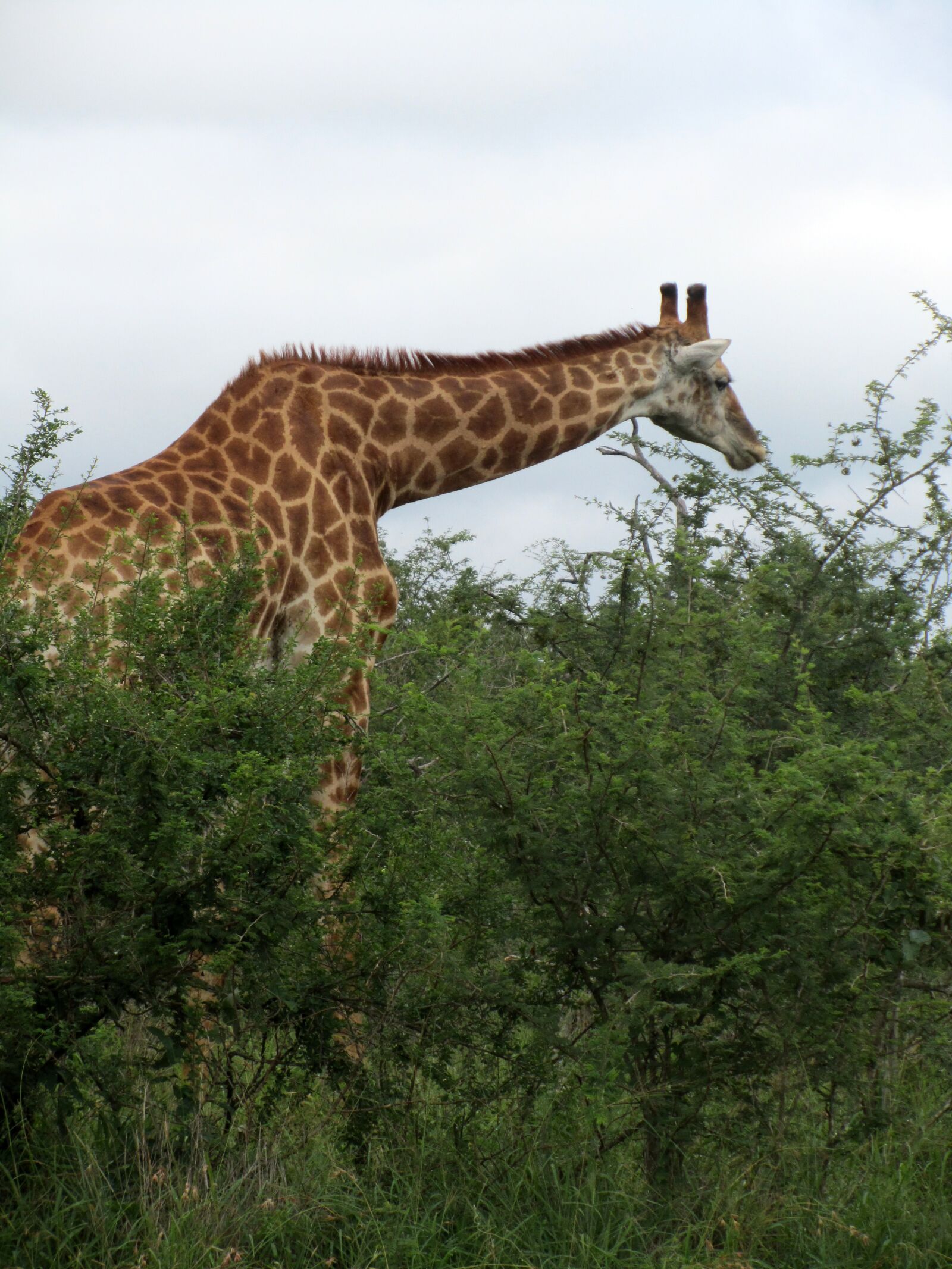 Canon PowerShot SX210 IS sample photo. Female, african, male photography