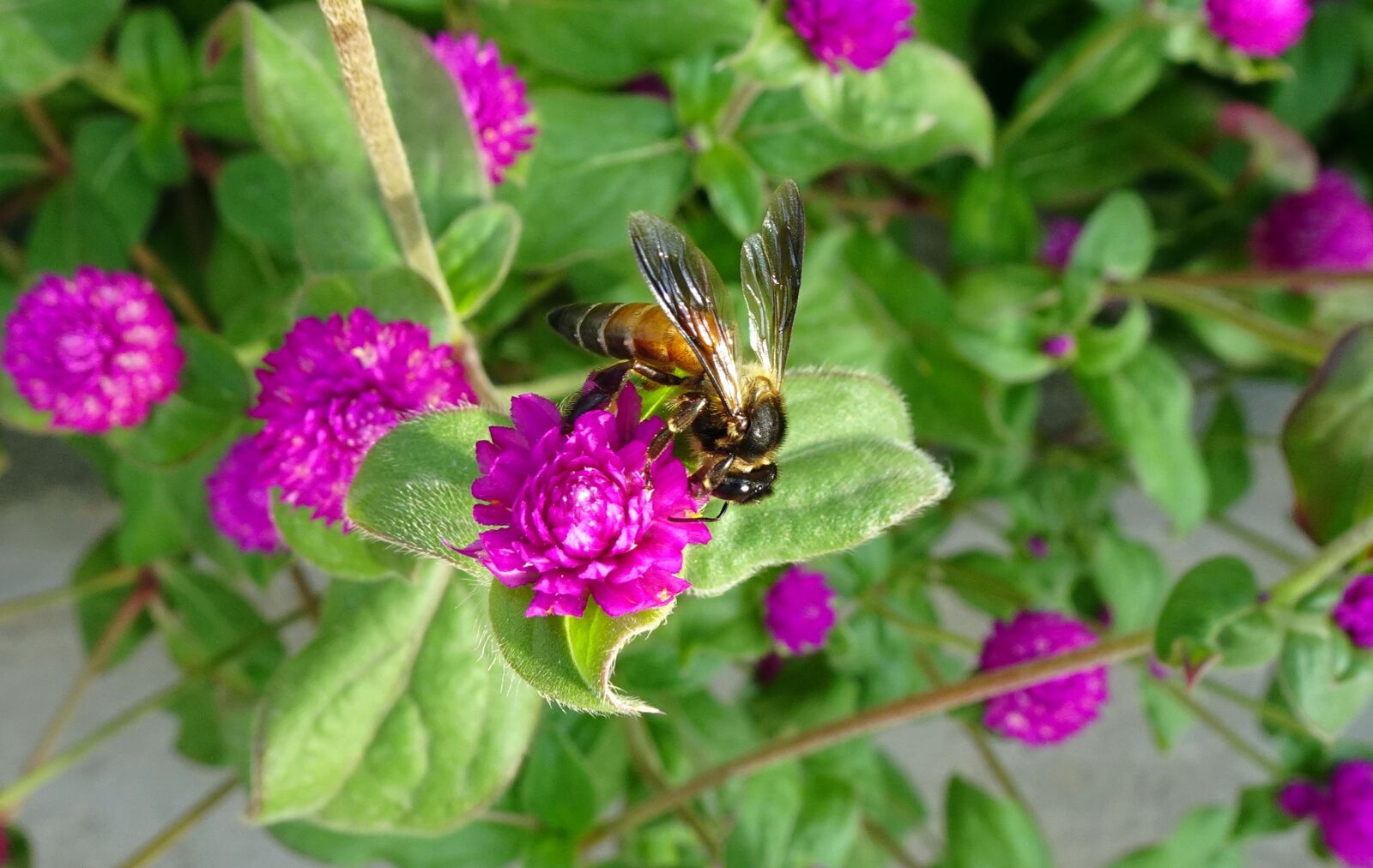 Sony DSC-WX800 sample photo. Flower, bee, honey photography