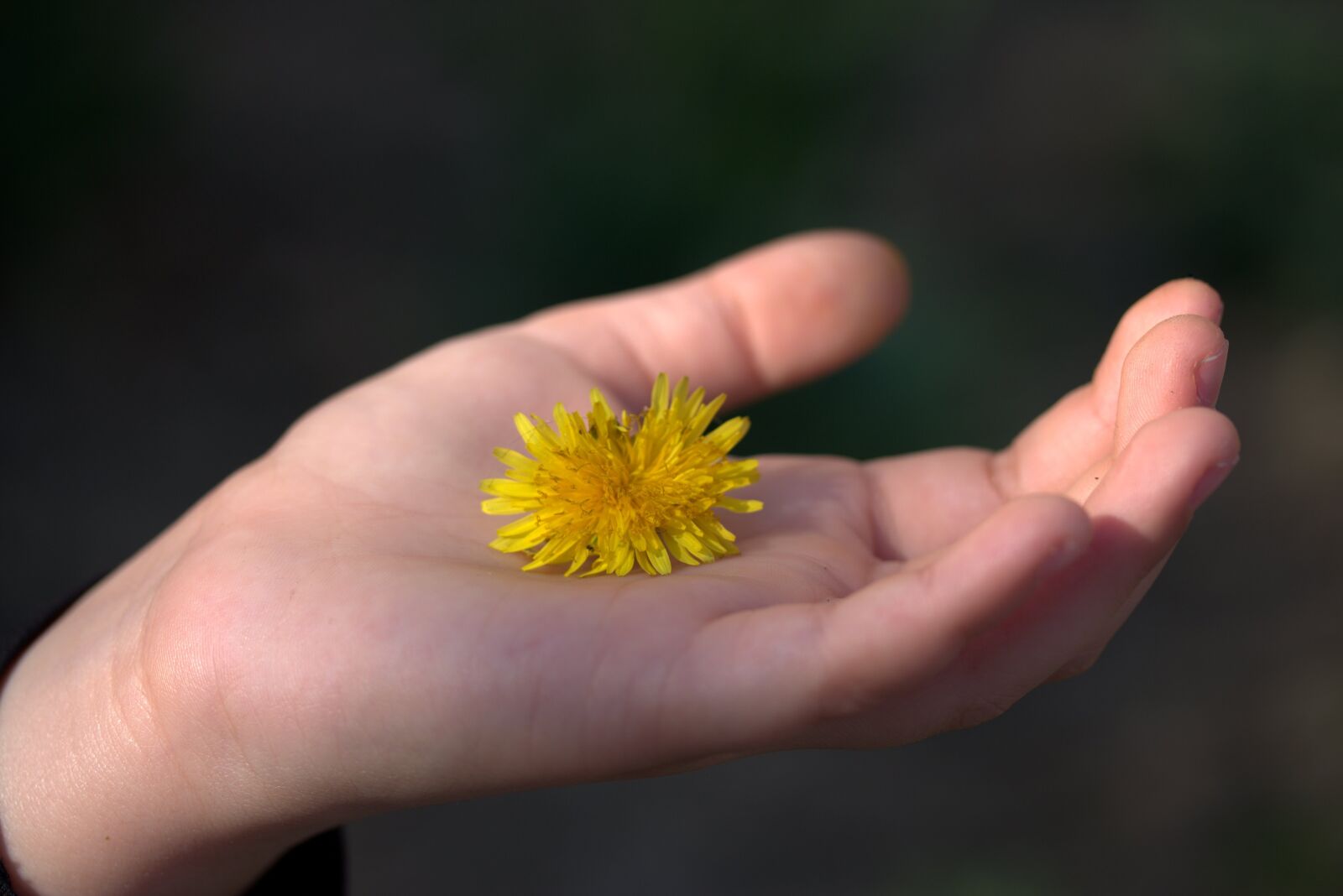 Canon EF-S 60mm F2.8 Macro USM sample photo. Dandelion, yellow, hand photography