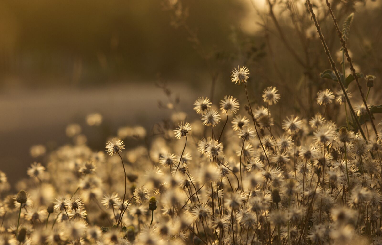 Canon EOS 700D (EOS Rebel T5i / EOS Kiss X7i) sample photo. Sunset, sunrise, flowers photography