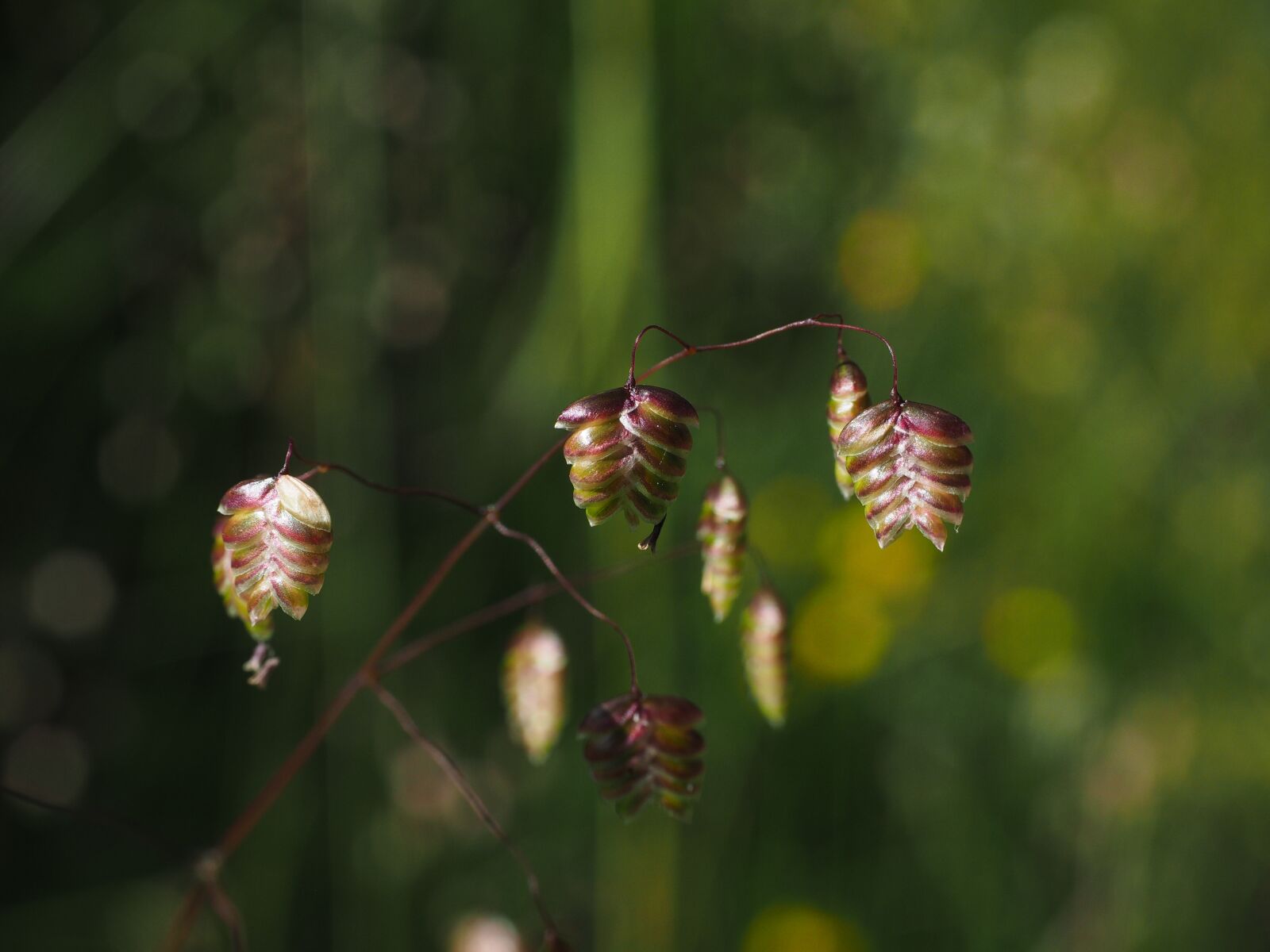 Olympus OM-D E-M1 + Olympus M.Zuiko Digital ED 12-40mm F2.8 Pro sample photo. Spikelets, heart shaped spikelets photography