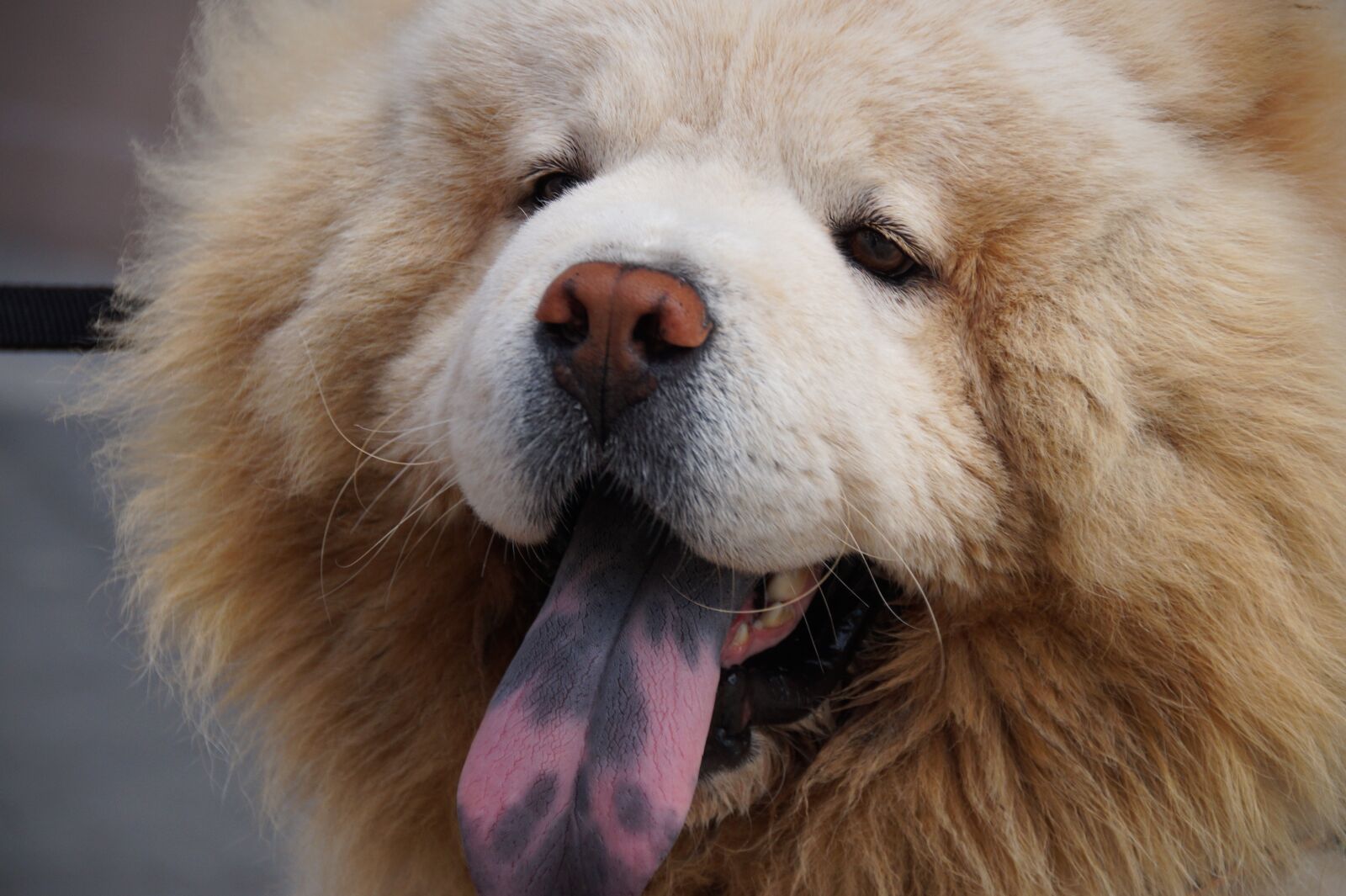 Sony SLT-A58 sample photo. Dog, blue tongue, tongue photography