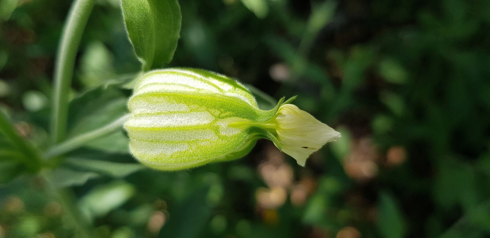 Samsung Galaxy S8 sample photo. Leaf, plant, nature photography