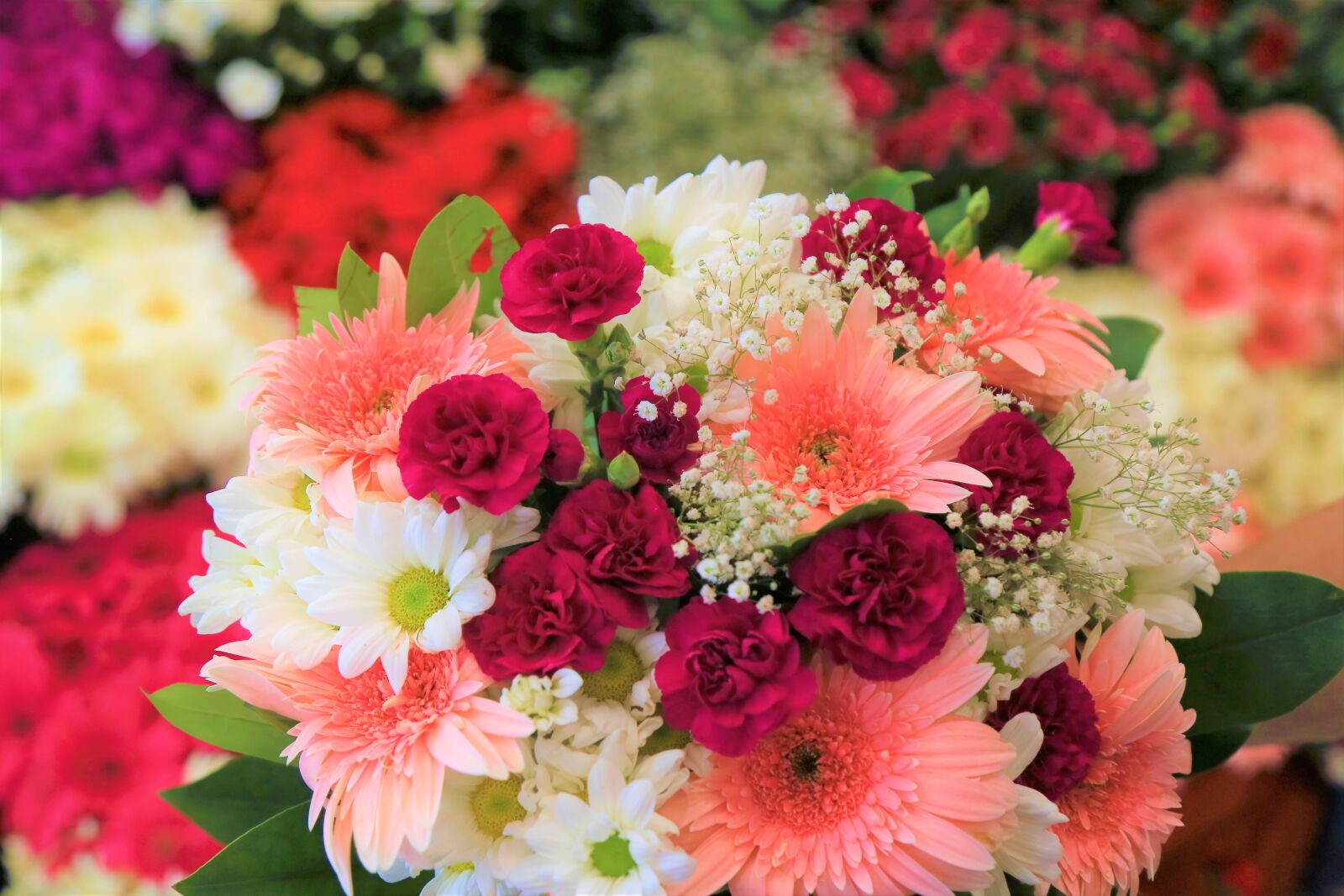 Canon EF 24-105mm F4L IS USM sample photo. Flowers, spring, color photography