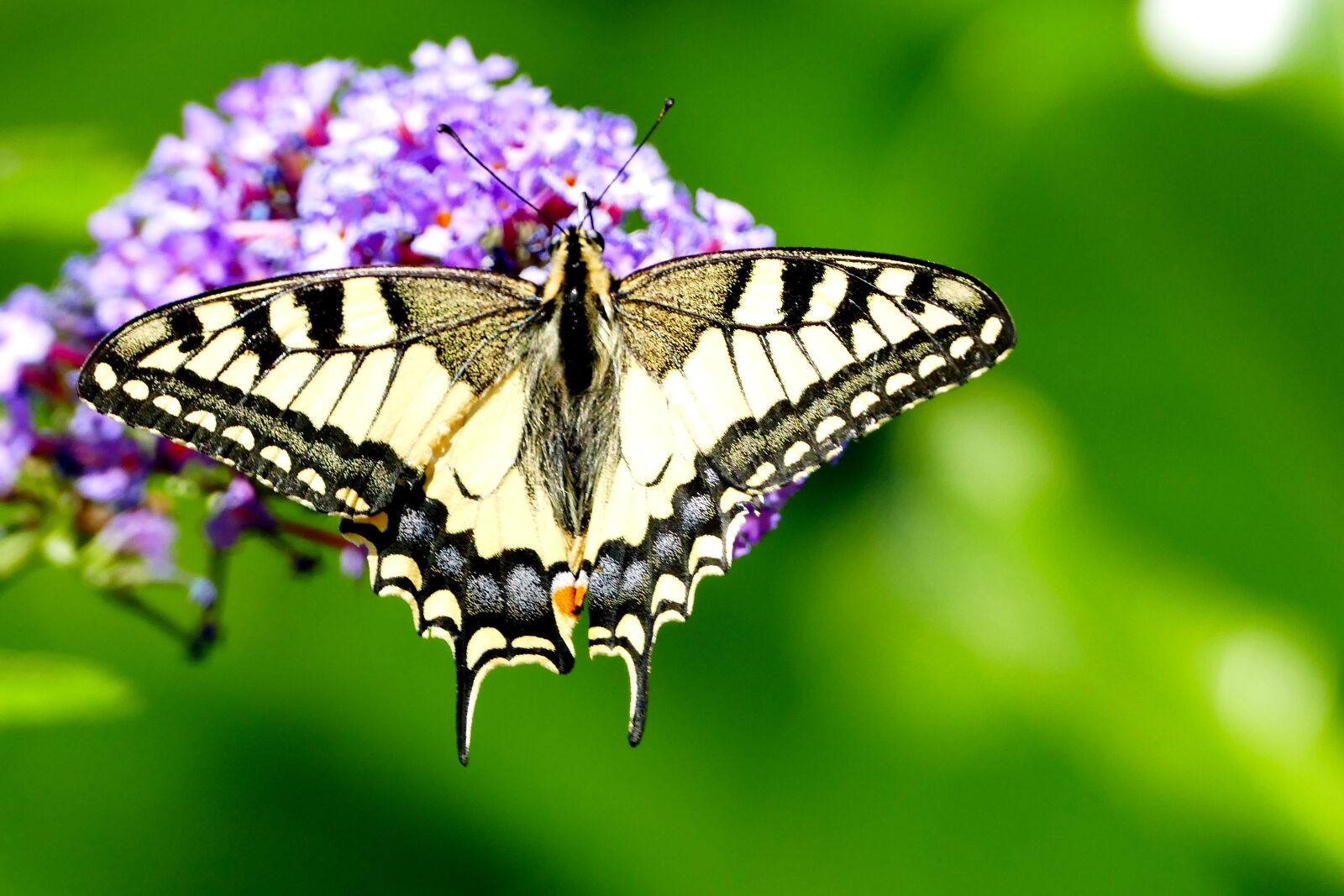 Panasonic Lumix DMC-FZ1000 sample photo. Dovetail, papilio machaon, butterfly photography