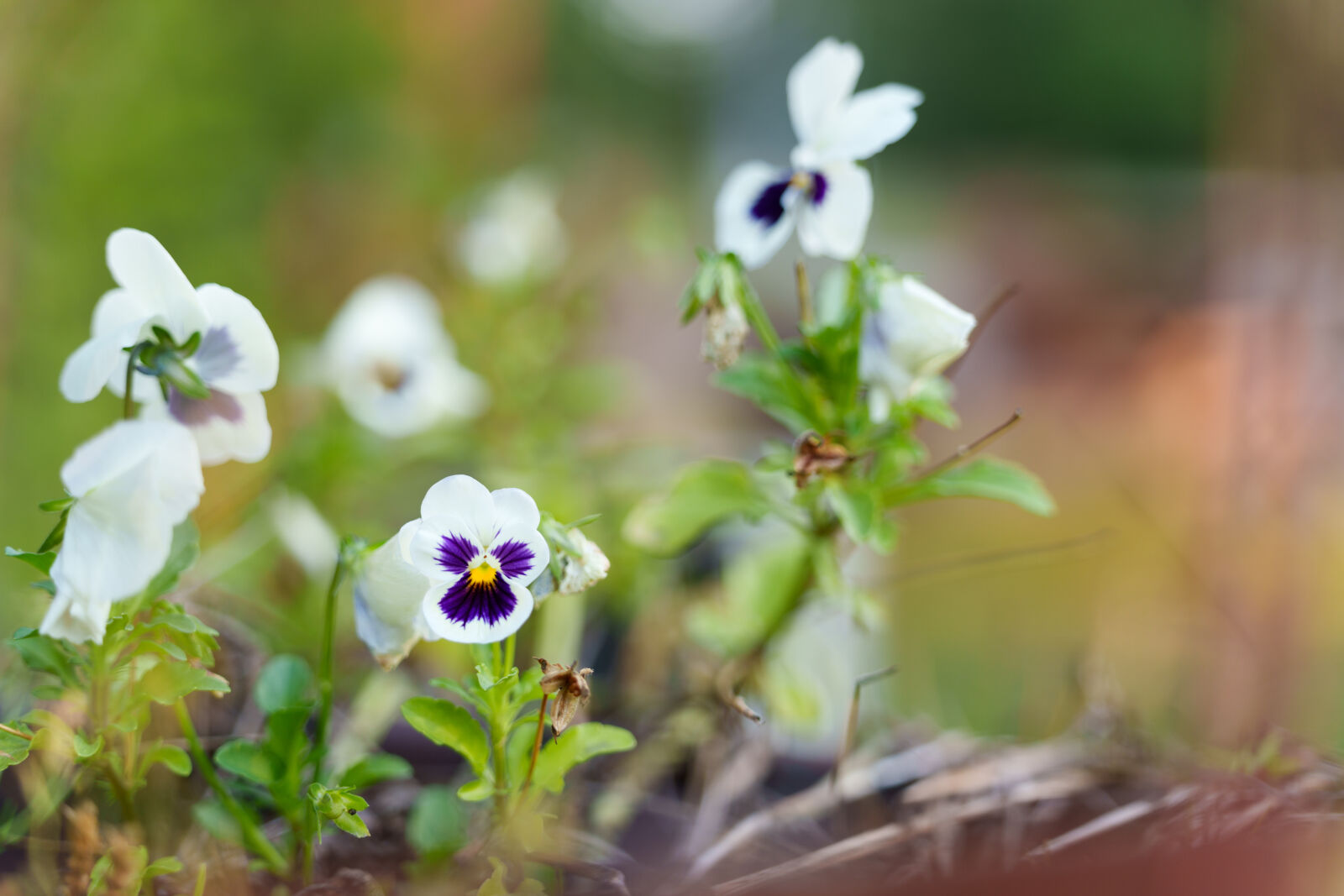Sigma 28-105mm F2.8 DG DN | Art sample photo. Flower bokeh photography