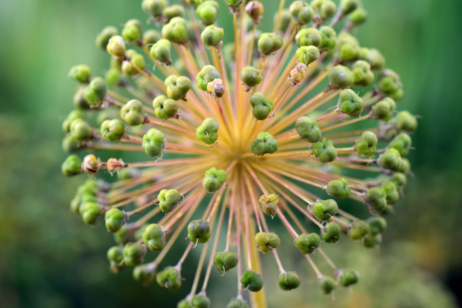 Nikon D3300 sample photo. Leek, ornamental onion, giant photography
