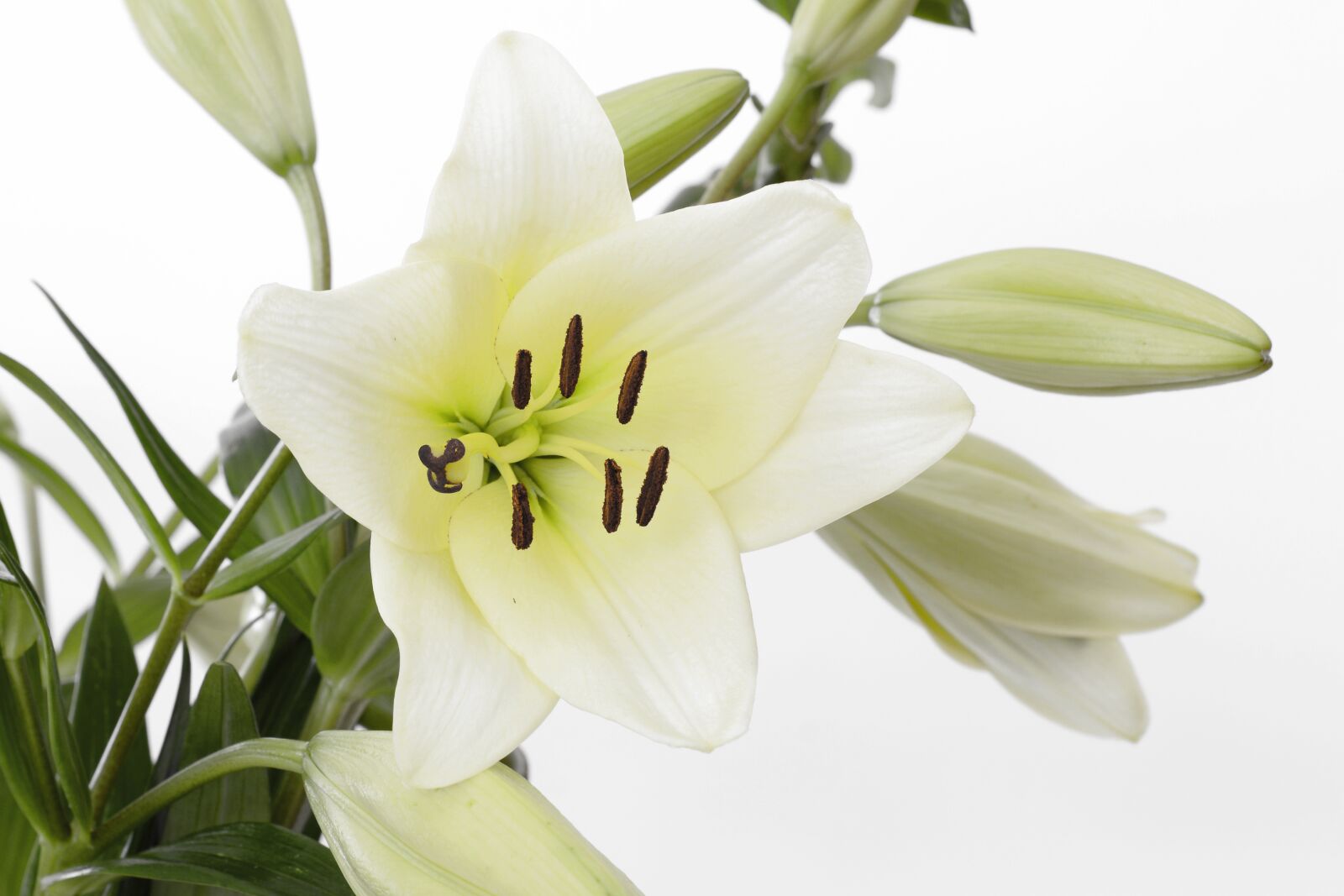 Nikon D7100 sample photo. Lily, blossom, bloom photography