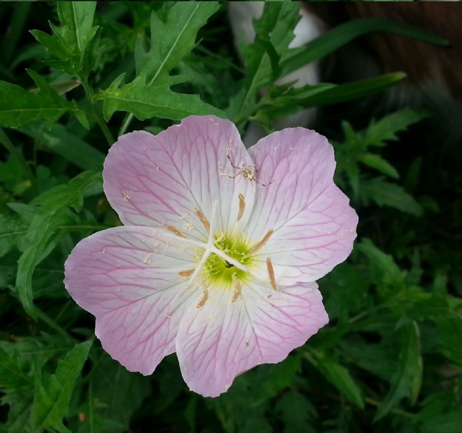 Samsung Galaxy S3 sample photo. Pink, flower, tiny, spider photography