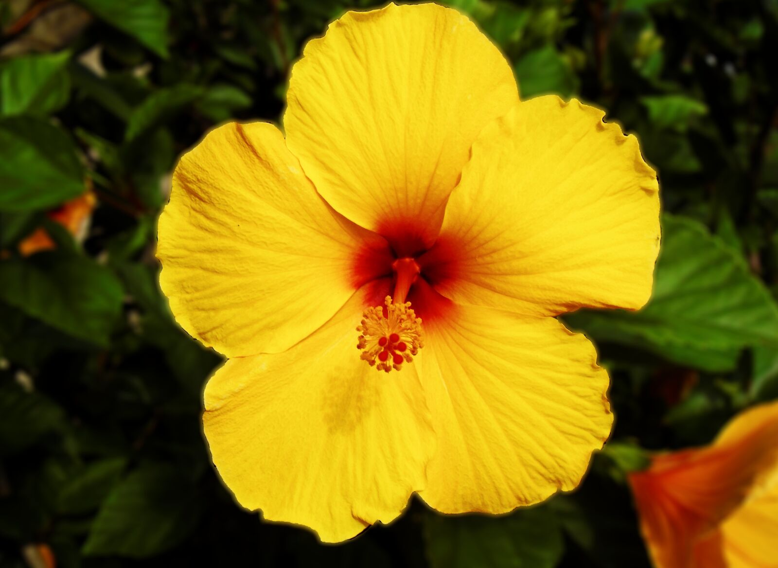 Sony Cyber-shot DSC-W800 sample photo. Flower, yellow, garden photography