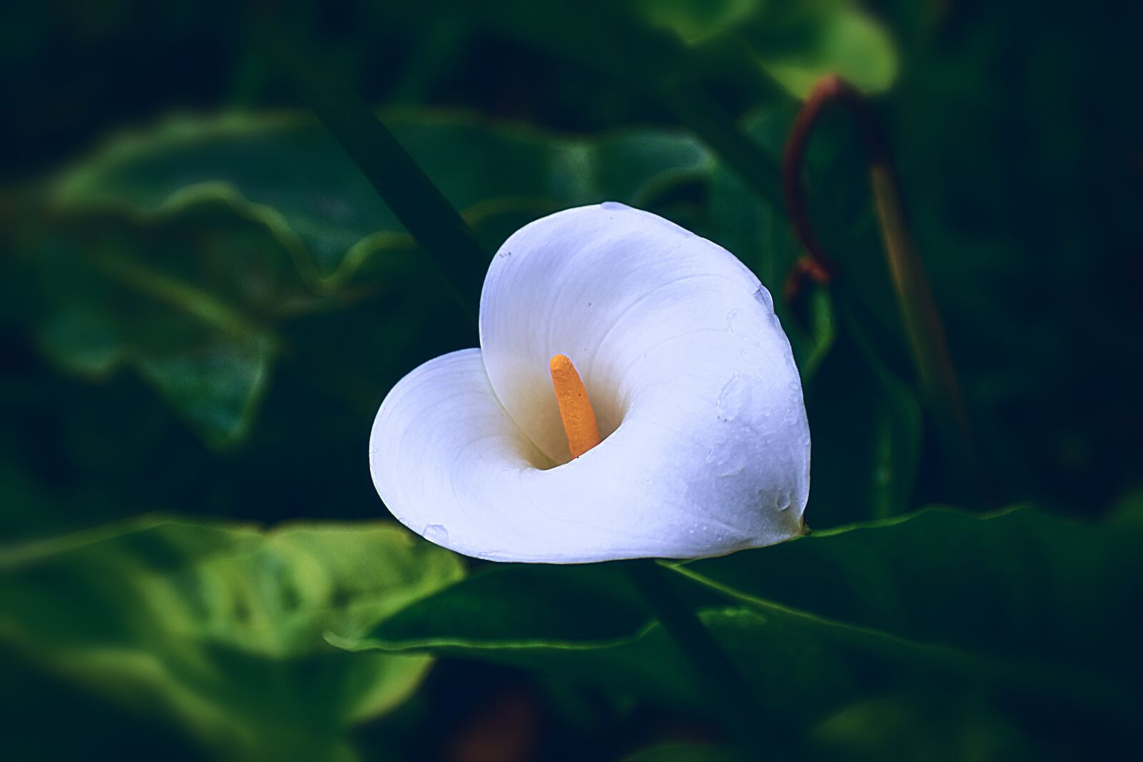Nikon D3400 sample photo. Flower, nature, romantic photography