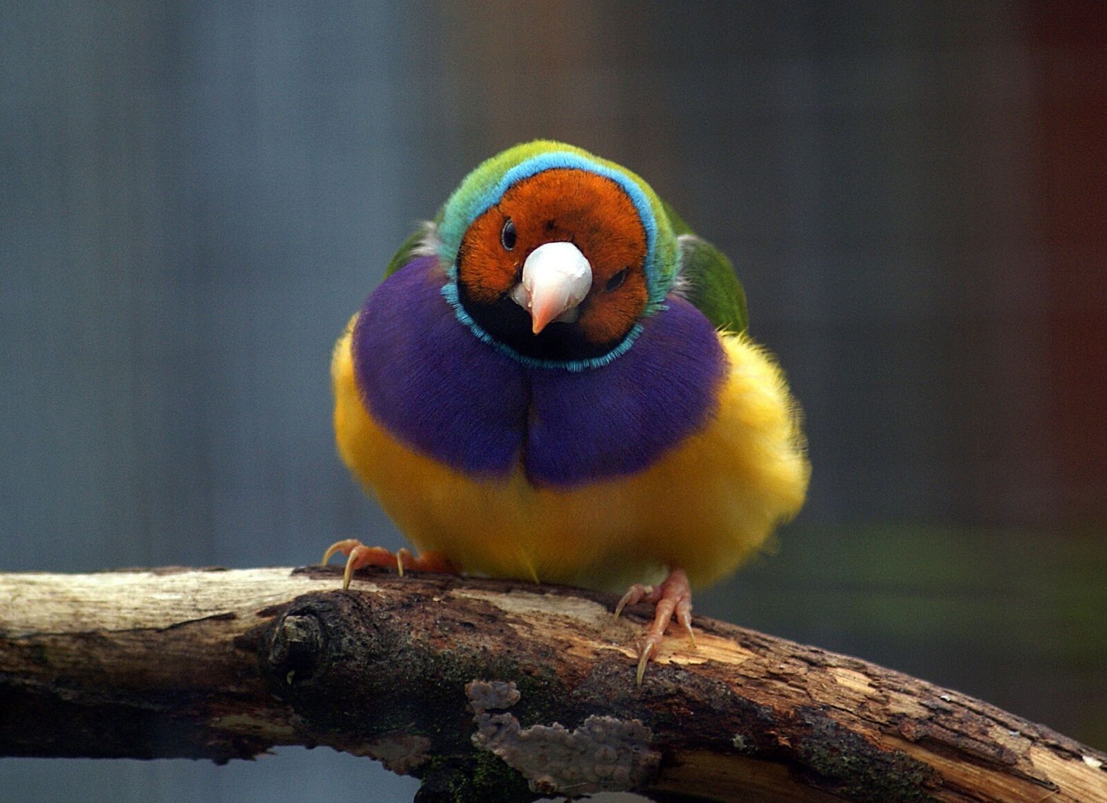 Sony Alpha DSLR-A300 sample photo. Gouldian finch, bird, wildlife photography
