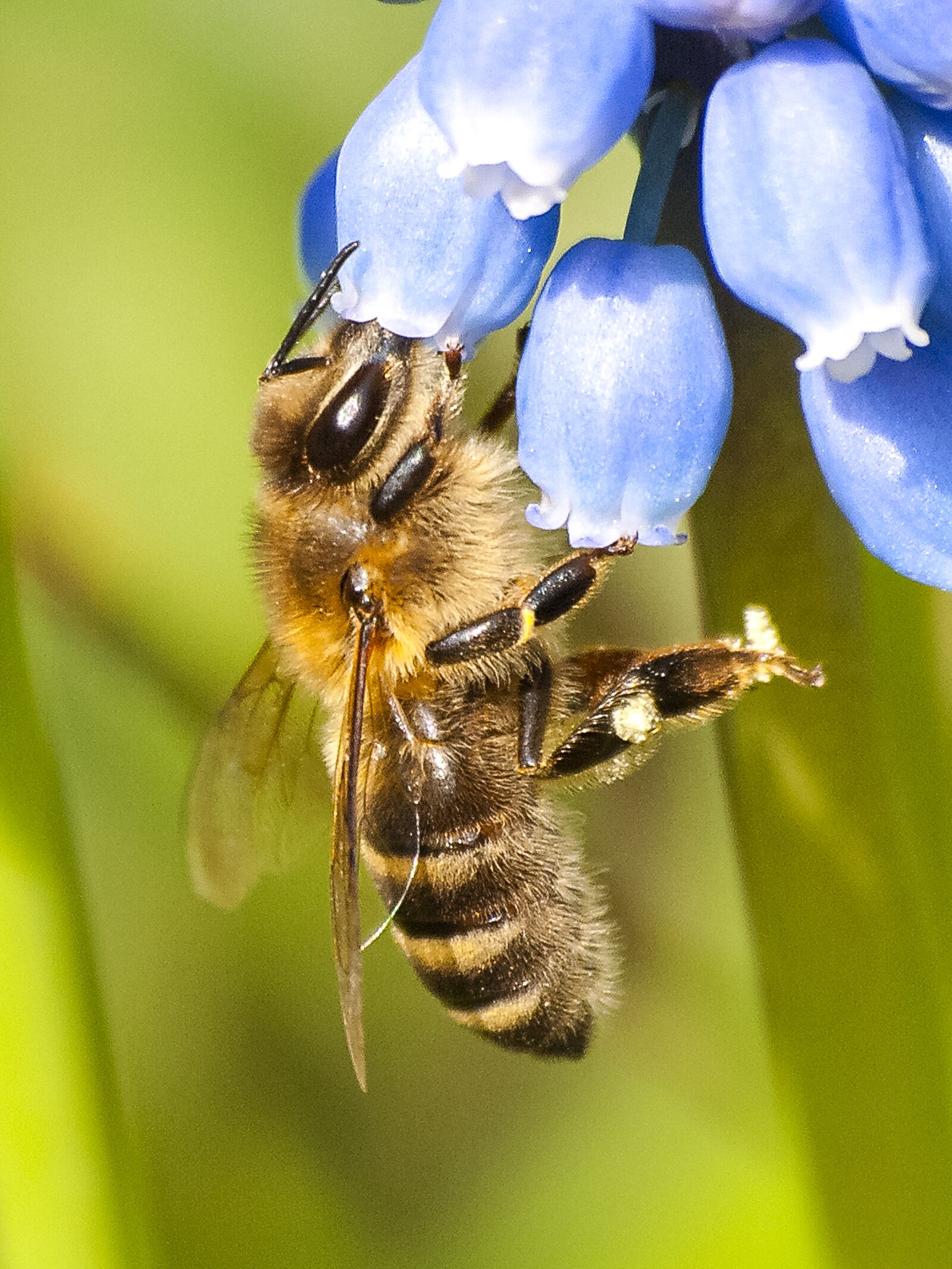 Olympus E-3 sample photo. Honey bee, bee, insect photography