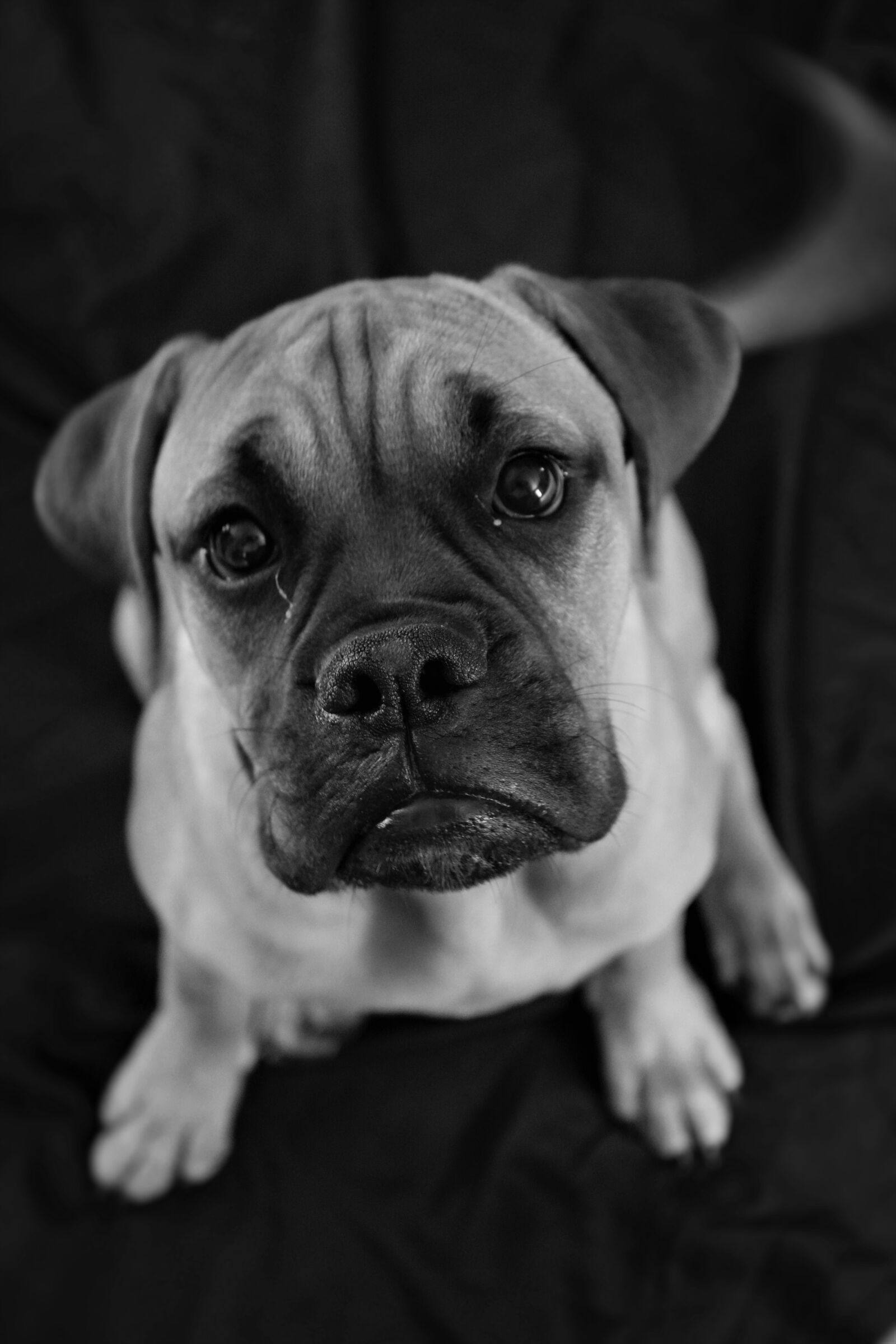 Nikon D5200 sample photo. Dog, sad, puppy photography