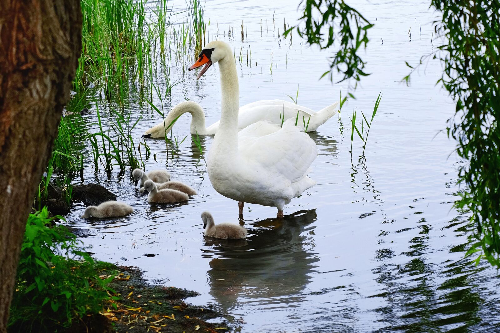 Fujifilm X-T10 + Fujifilm XC 50-230mm F4.5-6.7 OIS II sample photo. Swans, chicks, water photography