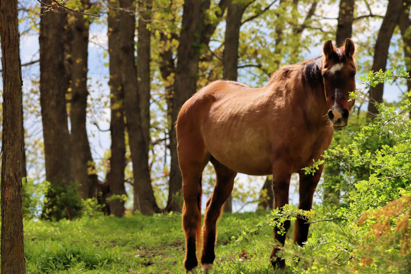 Canon EOS 90D sample photo. Horse, woods, forest photography