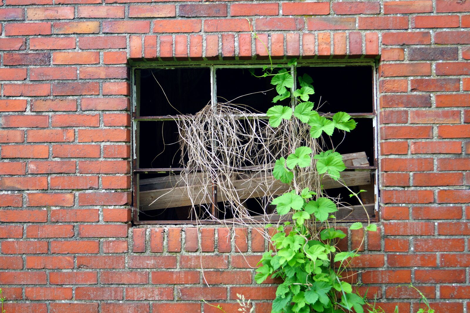 Sony DT 18-55mm F3.5-5.6 SAM II sample photo. Window, ruin, old photography