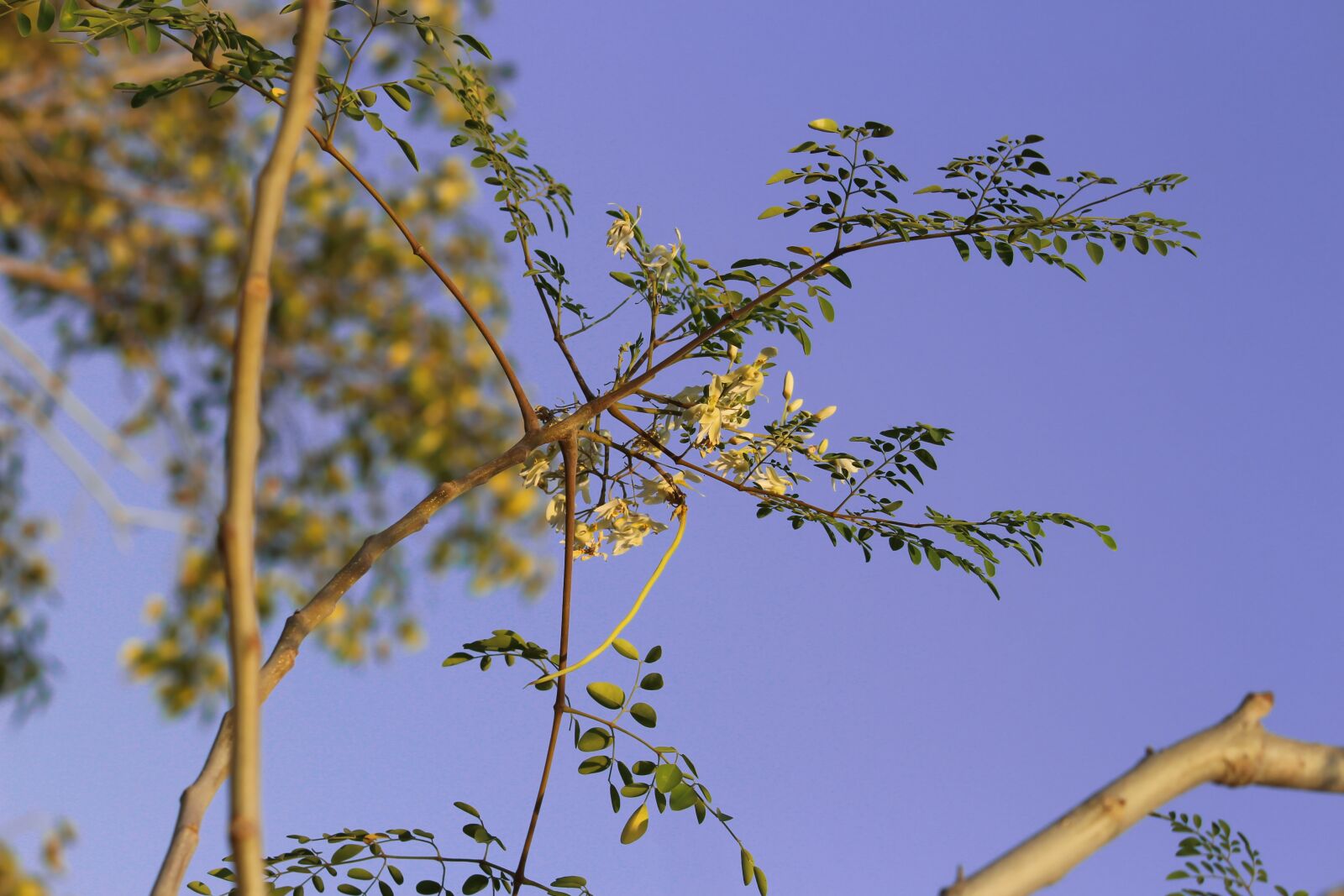 Canon EOS 700D (EOS Rebel T5i / EOS Kiss X7i) sample photo. Drum stick, drumstick tree photography