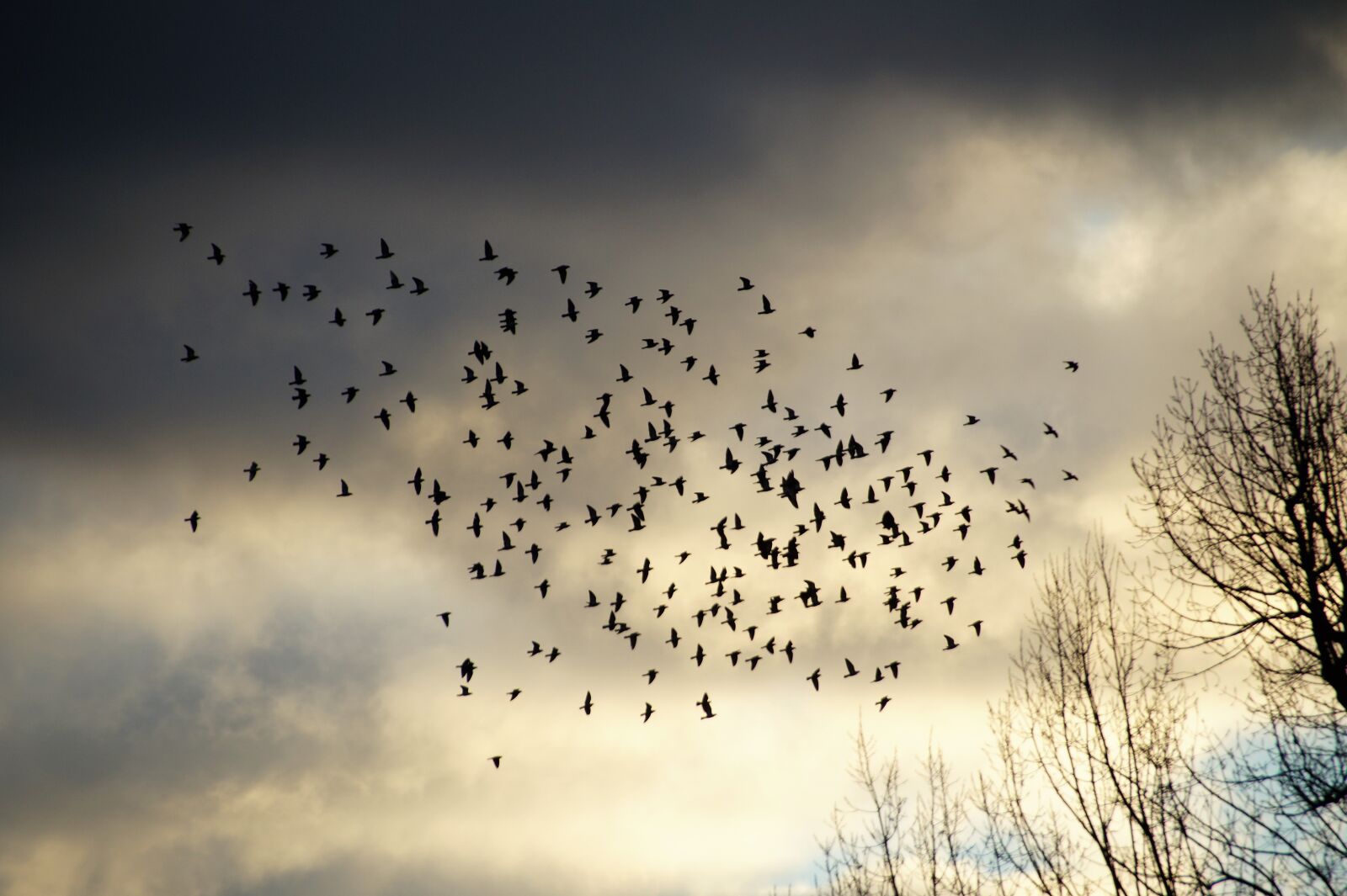 Sony SLT-A58 sample photo. Birds, a bevy of photography