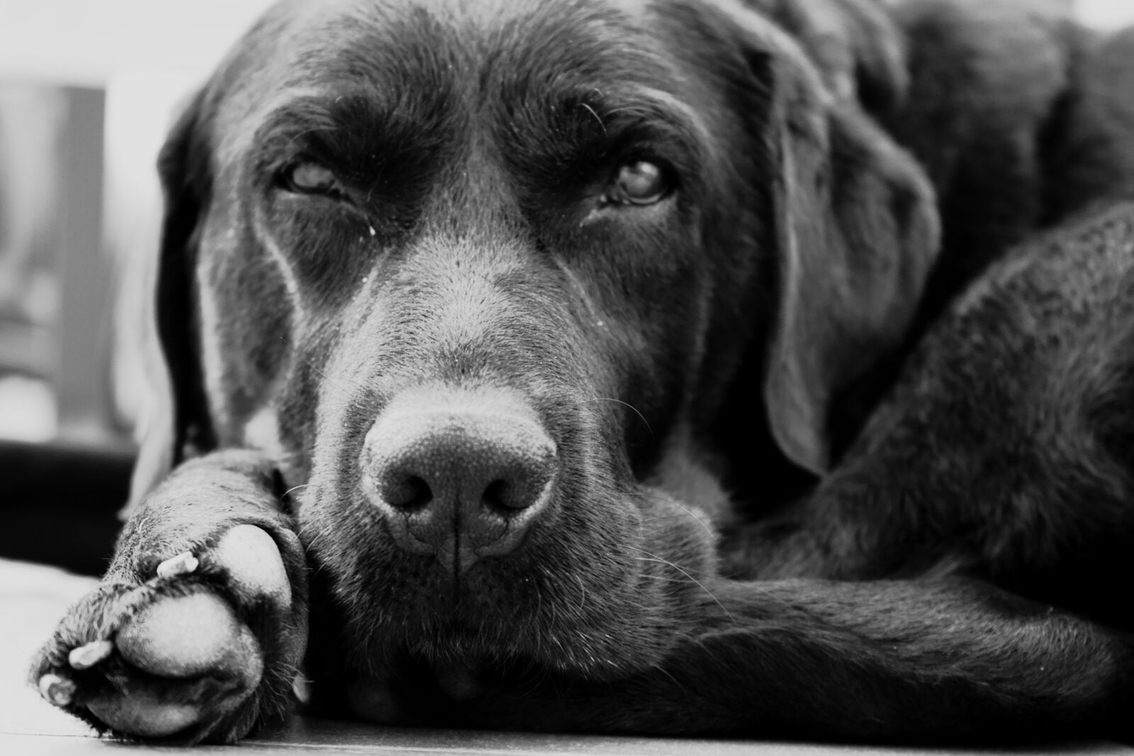 Sony FE 28-70mm F3.5-5.6 OSS sample photo. Dog, labrador, black photography