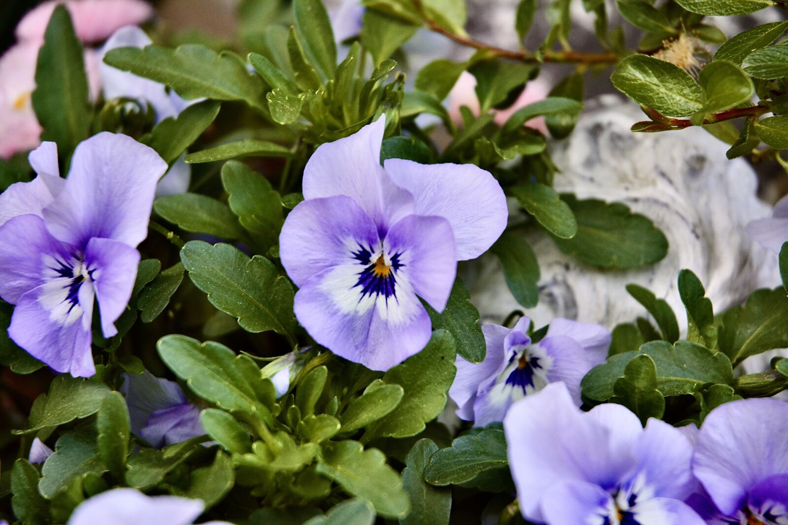 Nikon D5200 sample photo. Violet, blue, flower photography