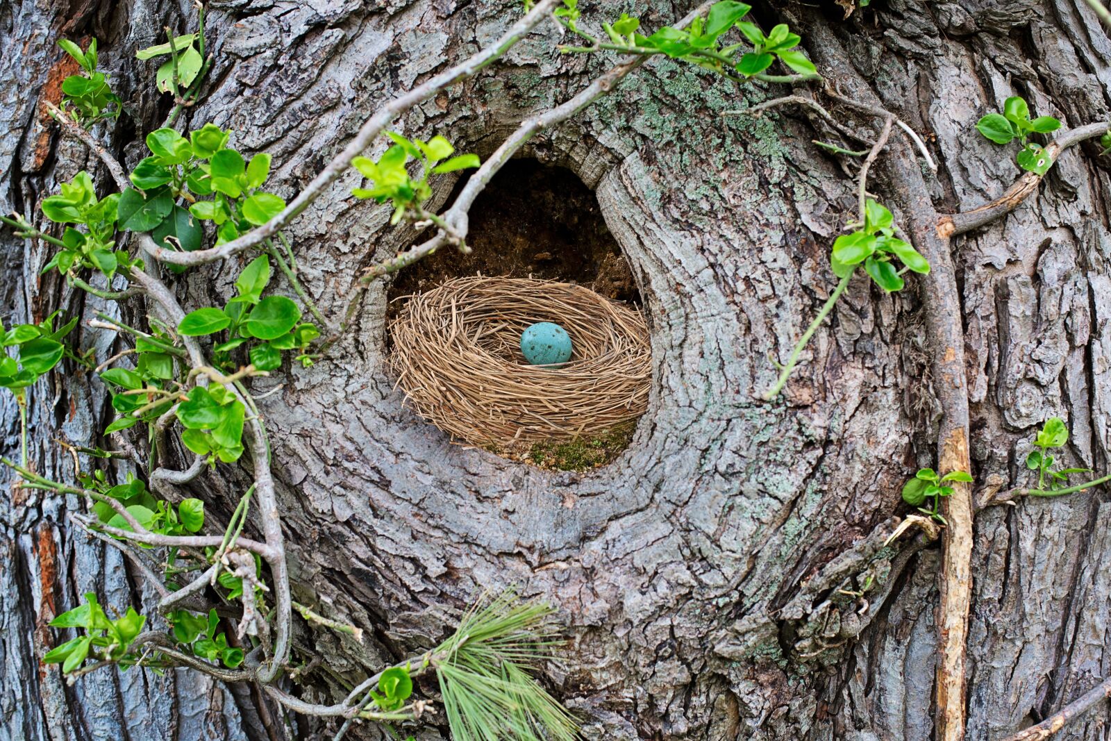 Canon EF 50mm F1.4 USM sample photo. Bird's nest, robin's nest photography