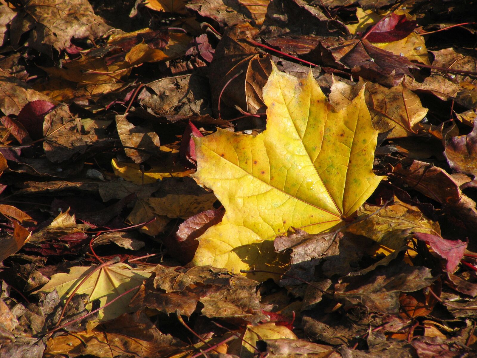 Canon POWERSHOT SX100 IS sample photo. Maple leaf, autumn, yellow photography