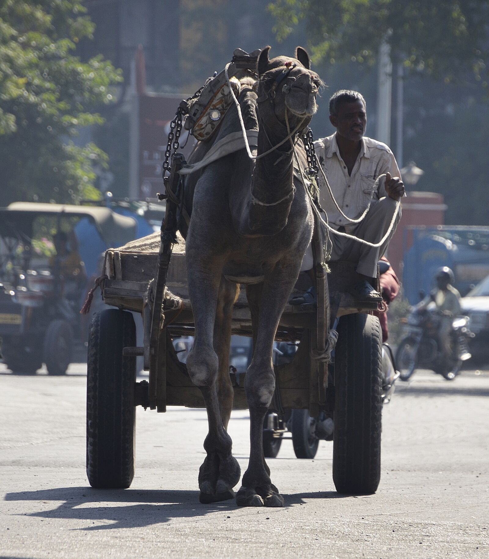 Nikon D5100 sample photo. Camel, cart, transport photography