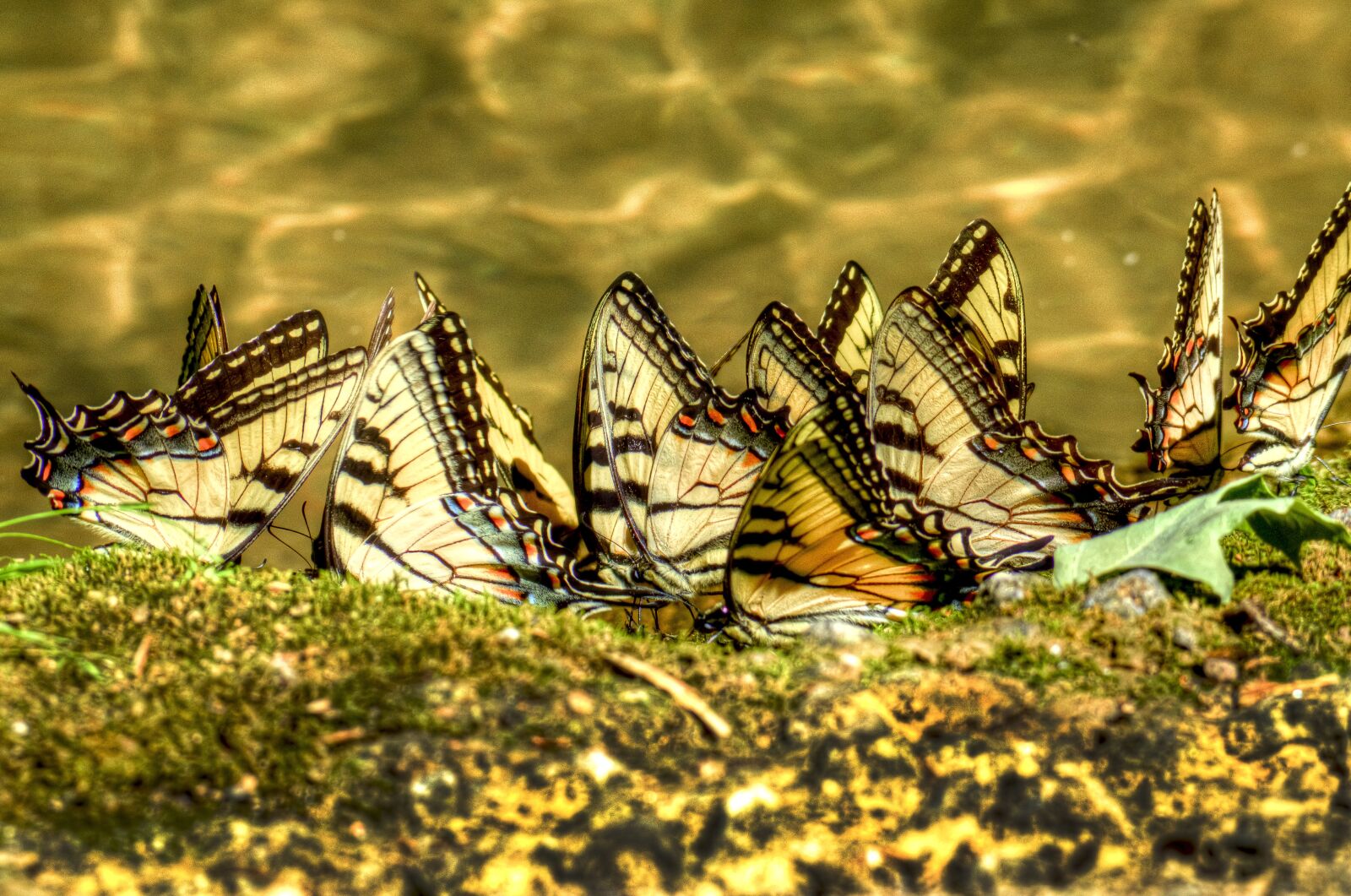 Nikon D7000 sample photo. Nature, outdoors, animal photography