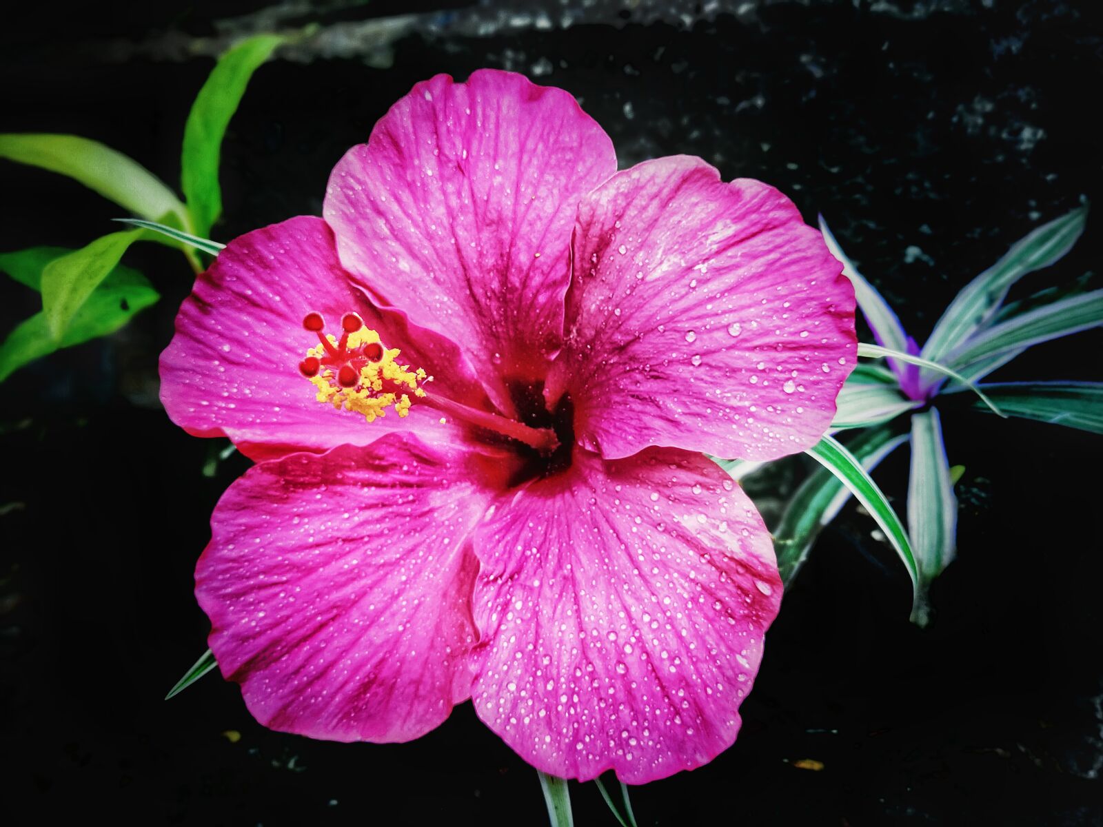 Realme 3 PRO sample photo. Hibiscus rosa, flowers, nature photography