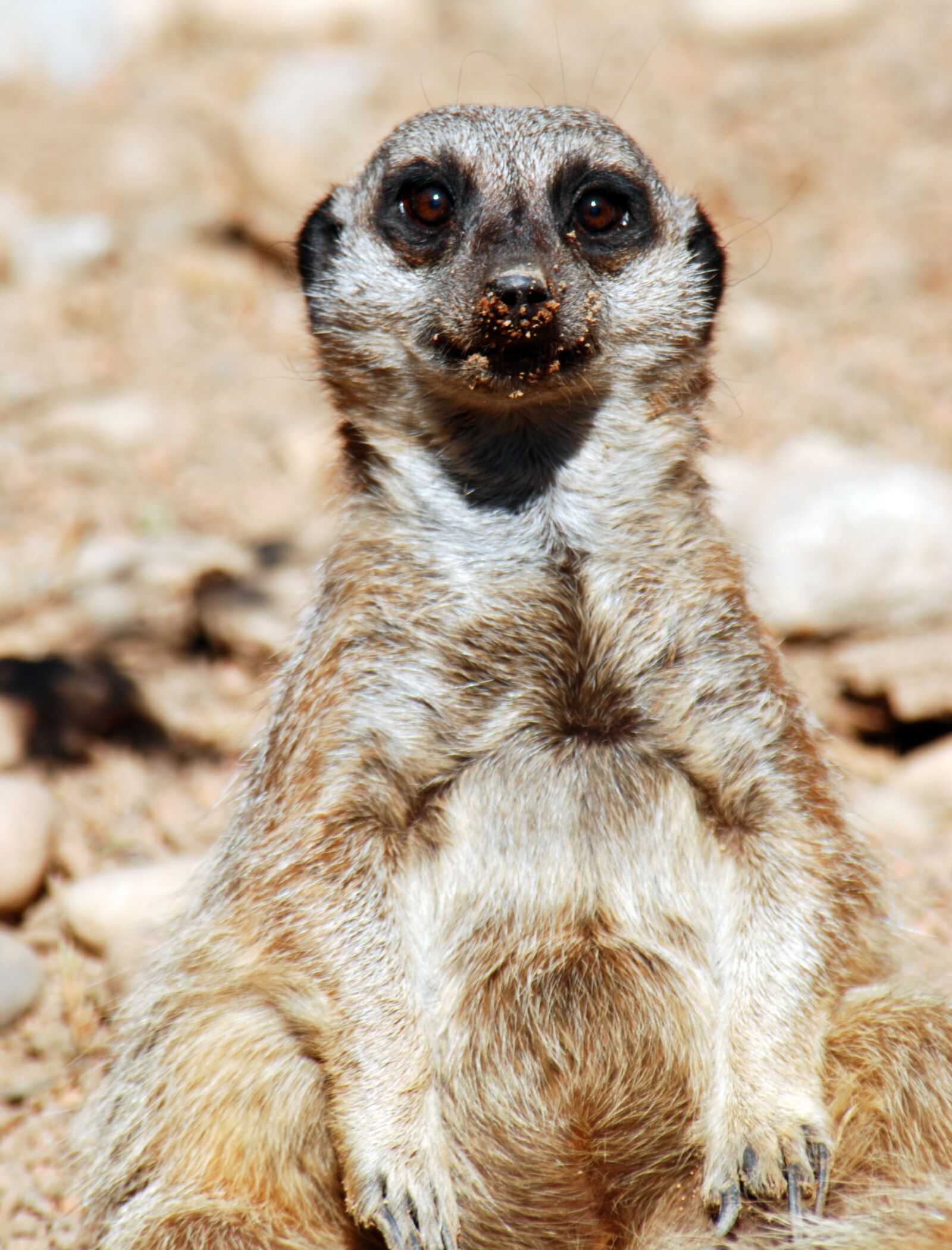 Nikon D80 sample photo. Meerkat, zoo, mammal photography