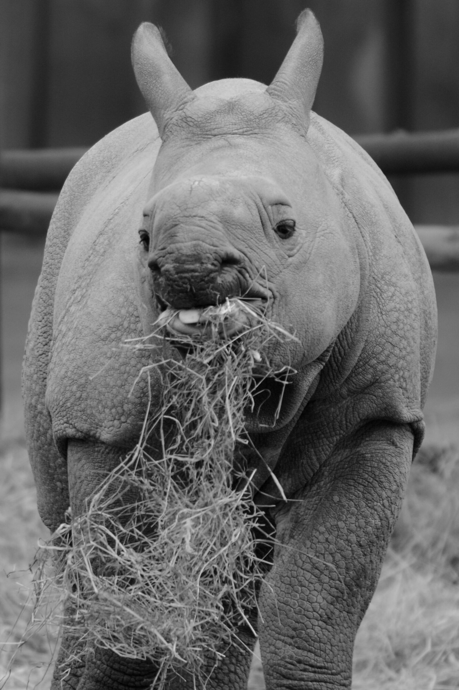 Nikon D5200 sample photo. Rhino, baby rhinoceros, animal photography