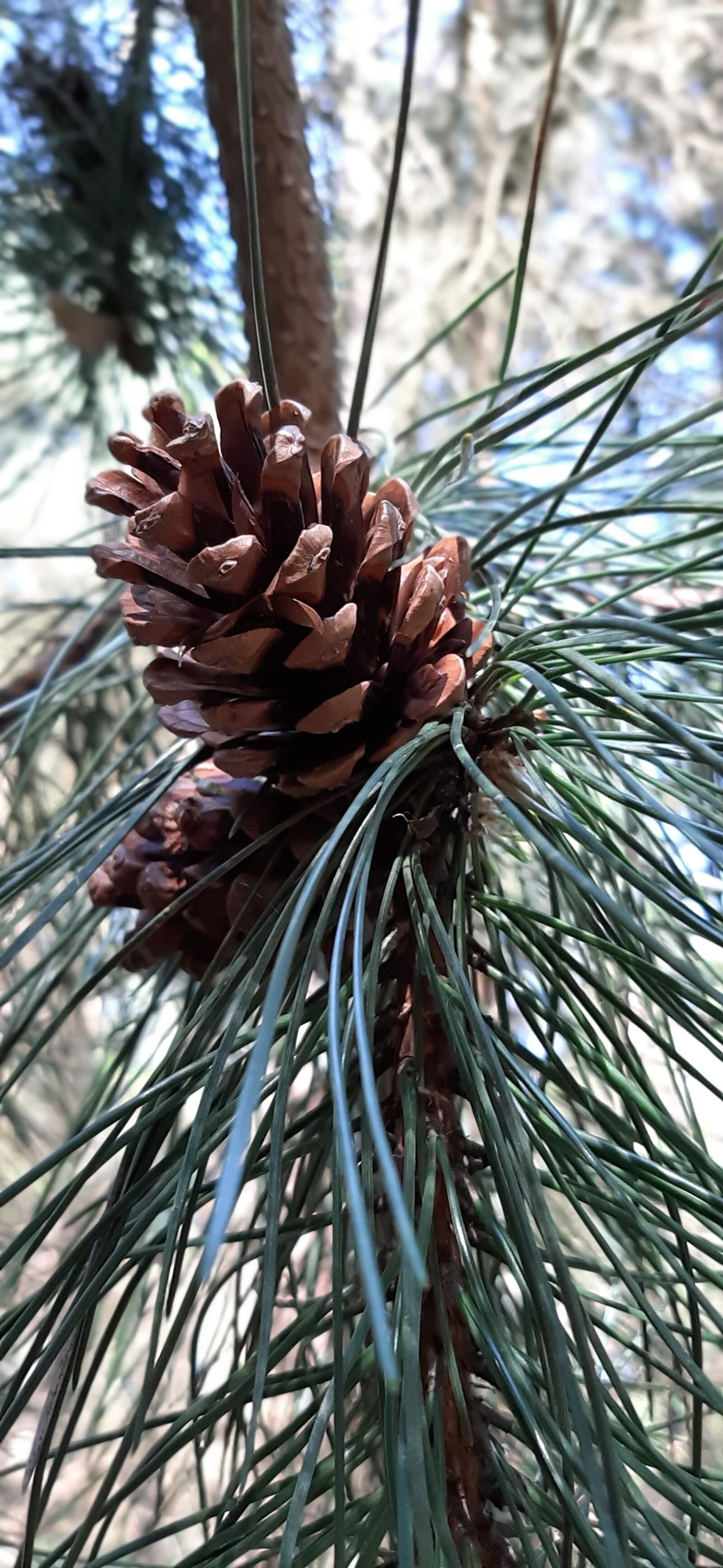 Samsung Galaxy A50 sample photo. Pinecone, tree, needles photography