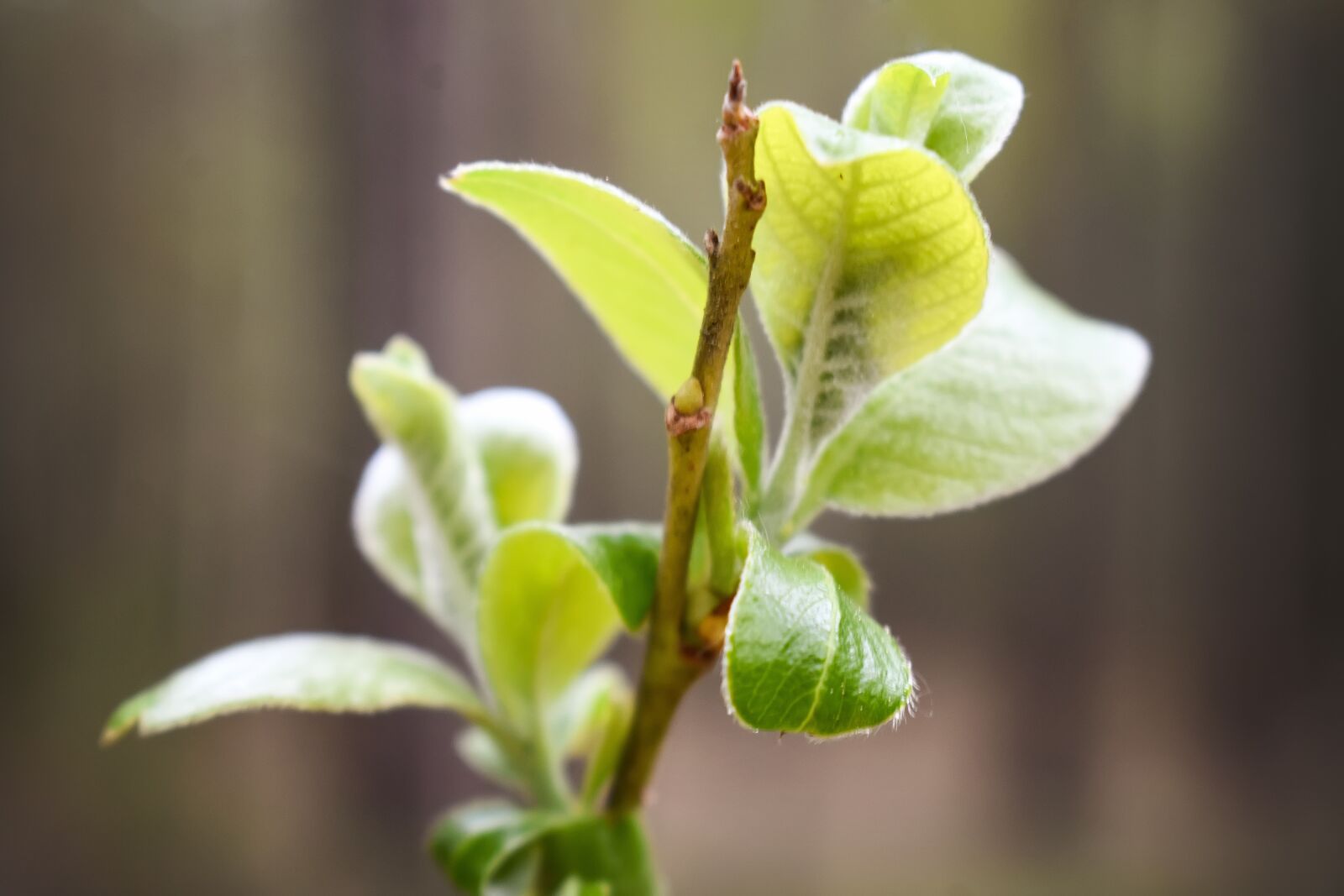 Nikon D3400 sample photo. Spring, green, tree photography