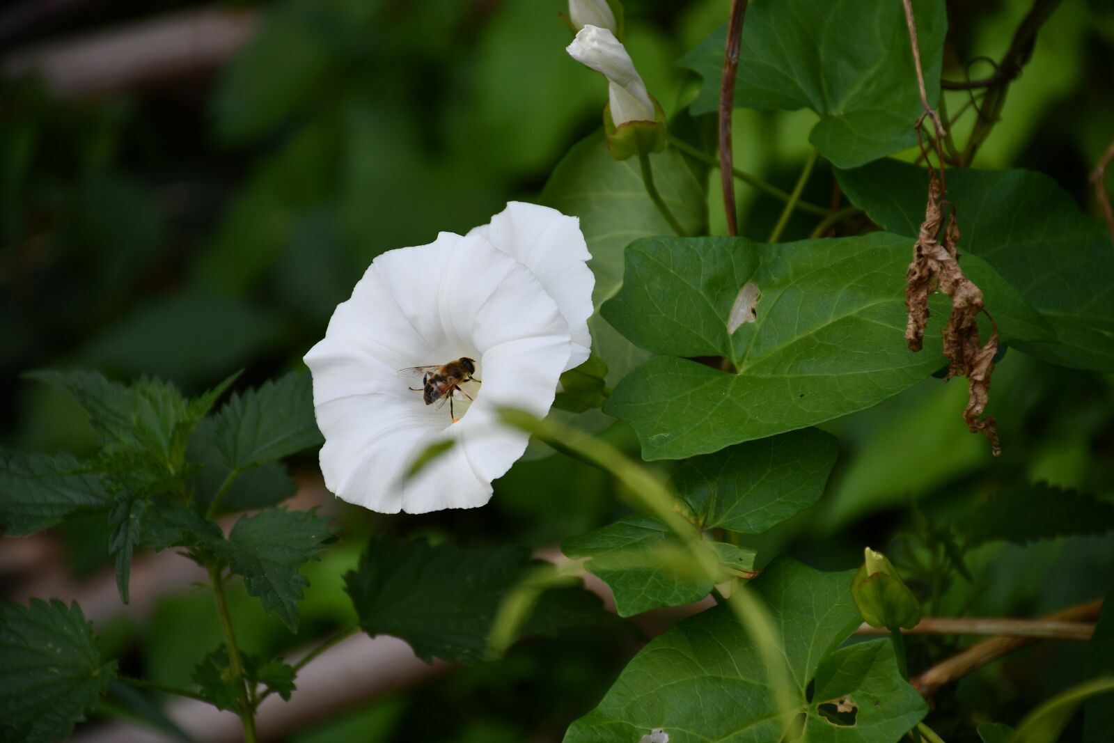 Nikon D7500 sample photo. Osa, flower, nature photography