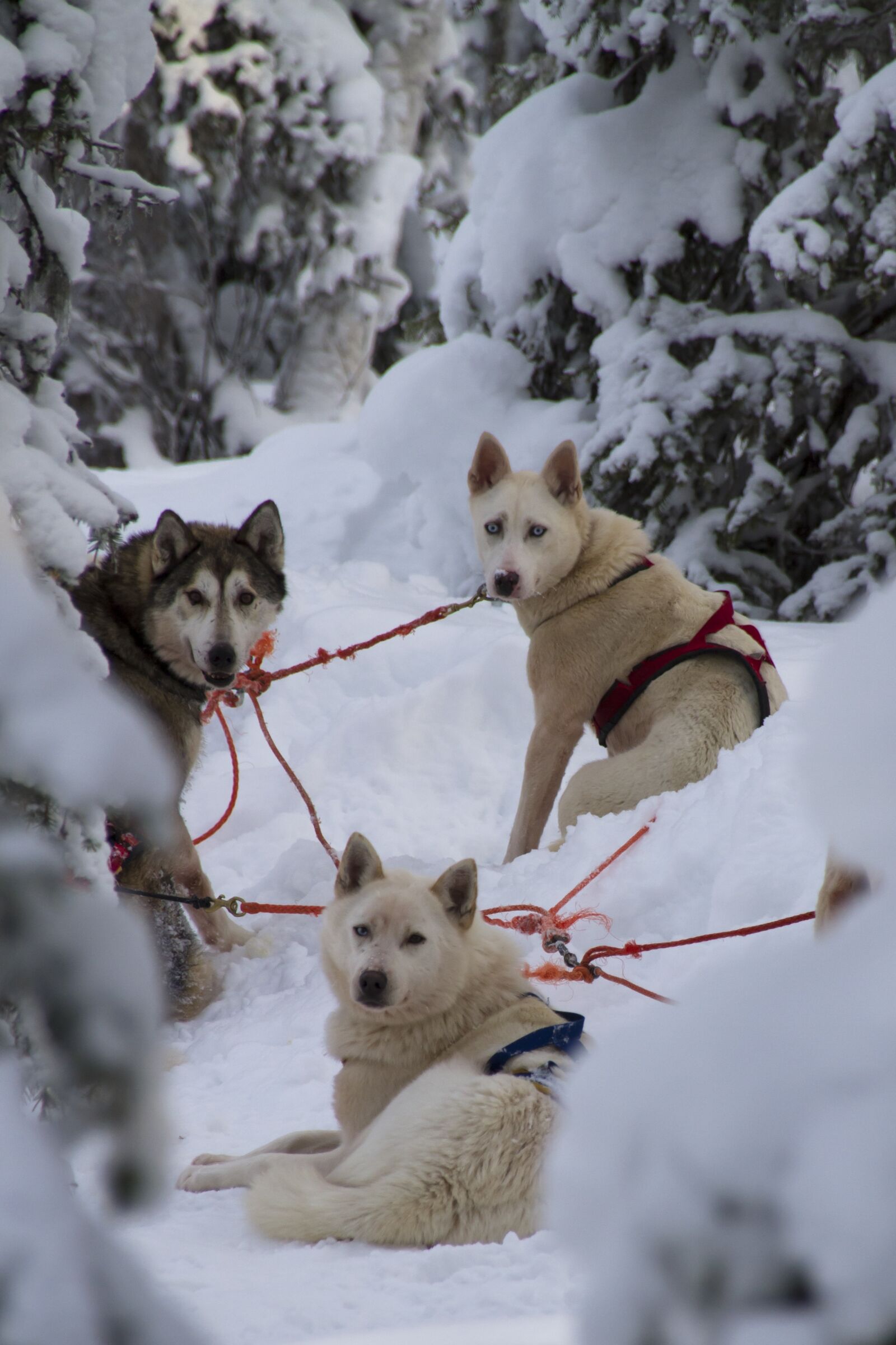Canon EOS 7D sample photo. Husky, sleigh ride, winter photography