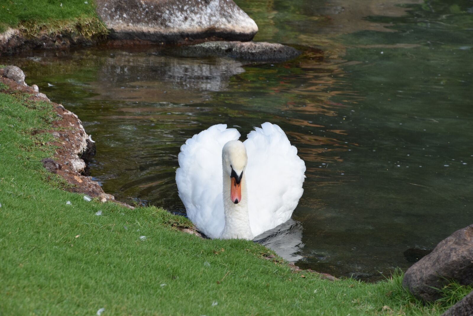 Nikon D5500 sample photo. Swan, bird, pond photography